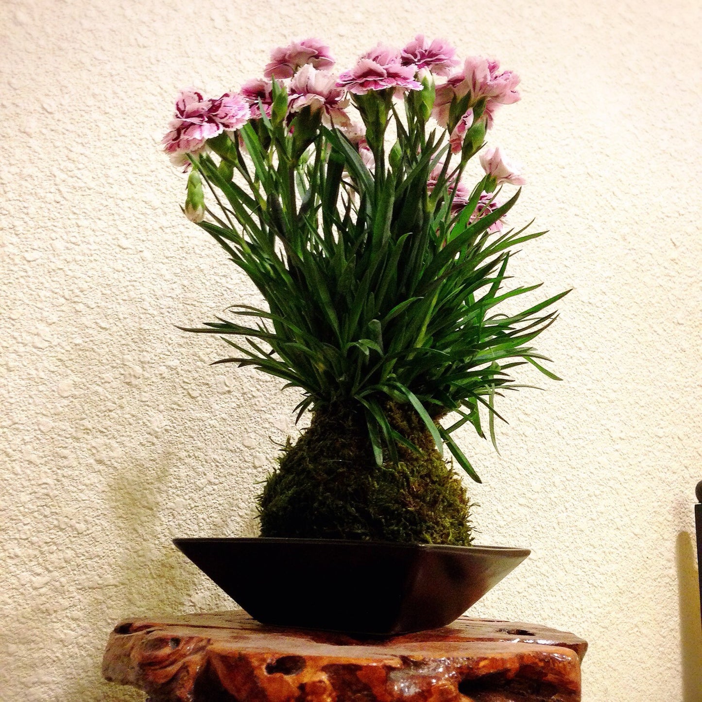Carnation Kokedama - Moss ball with beautiful color carnation. Best gift for Mother's Day! Lots of new buds keep blooming!