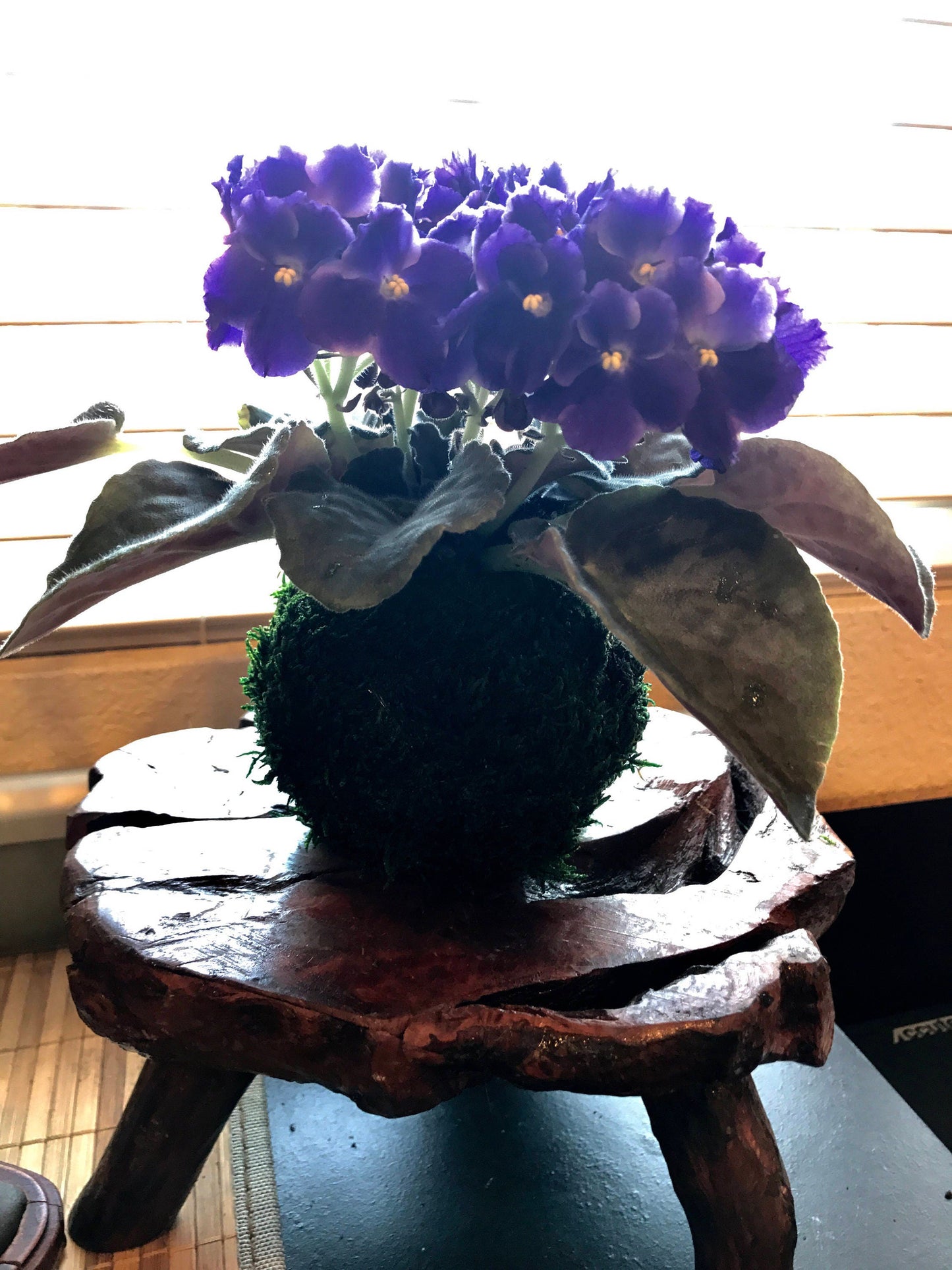 African Violet Kokedama - Moss ball, purple African Violet! Keep bloom perennial flowering plants.