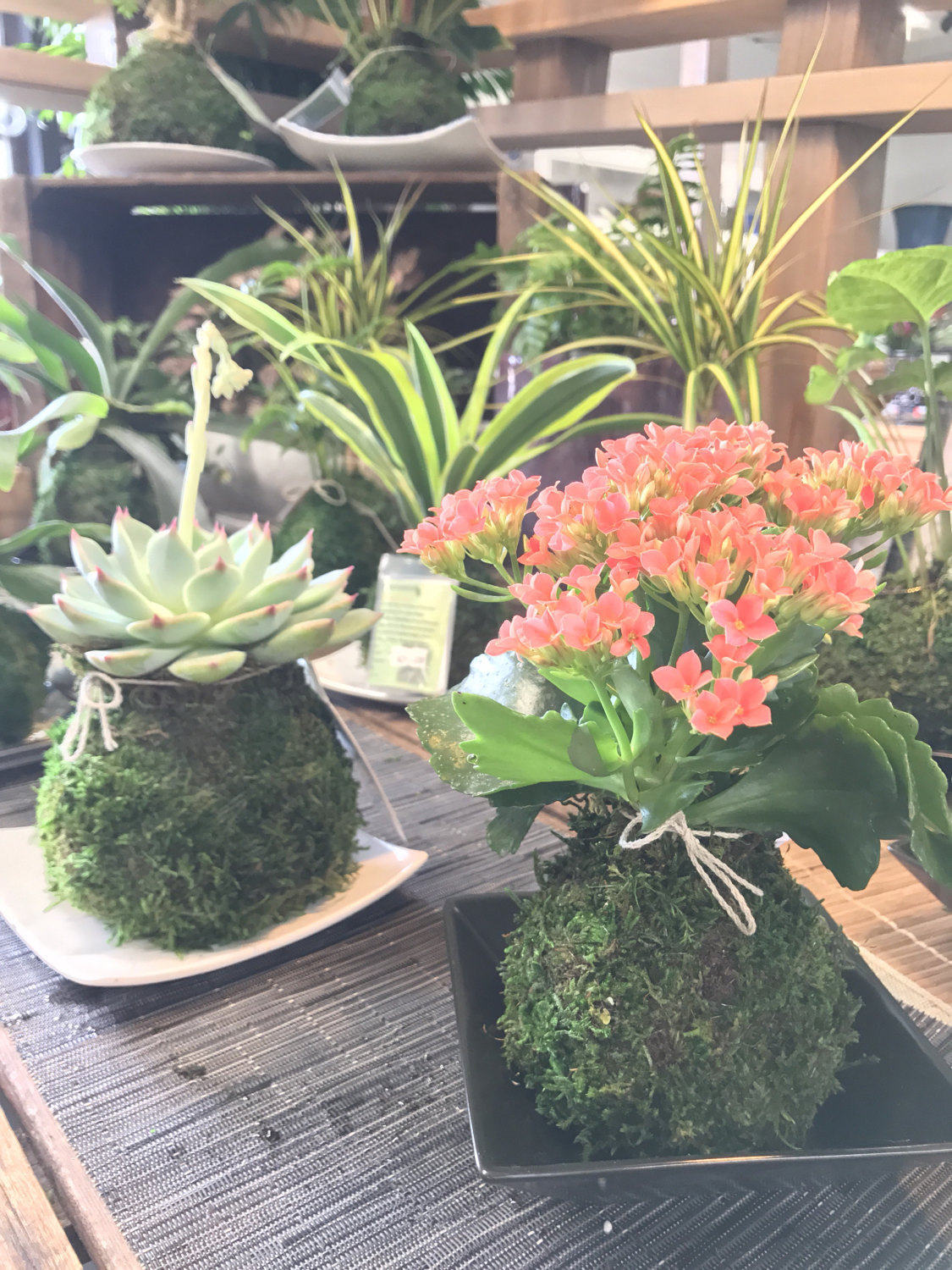 Medium size Kalanchoe Kokedama - Moss ball with blooming flower with many new buds!