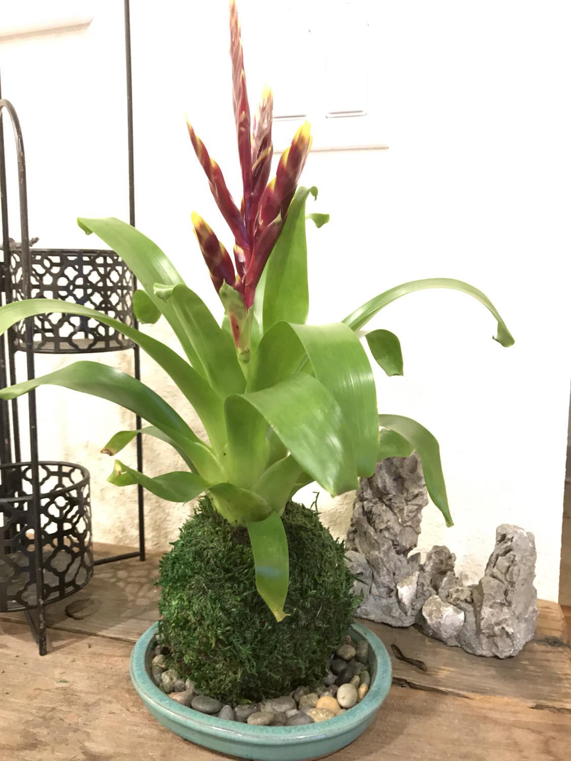 Kokedama - Moss ball, Vriesea Red and Yellow Bromeliad!