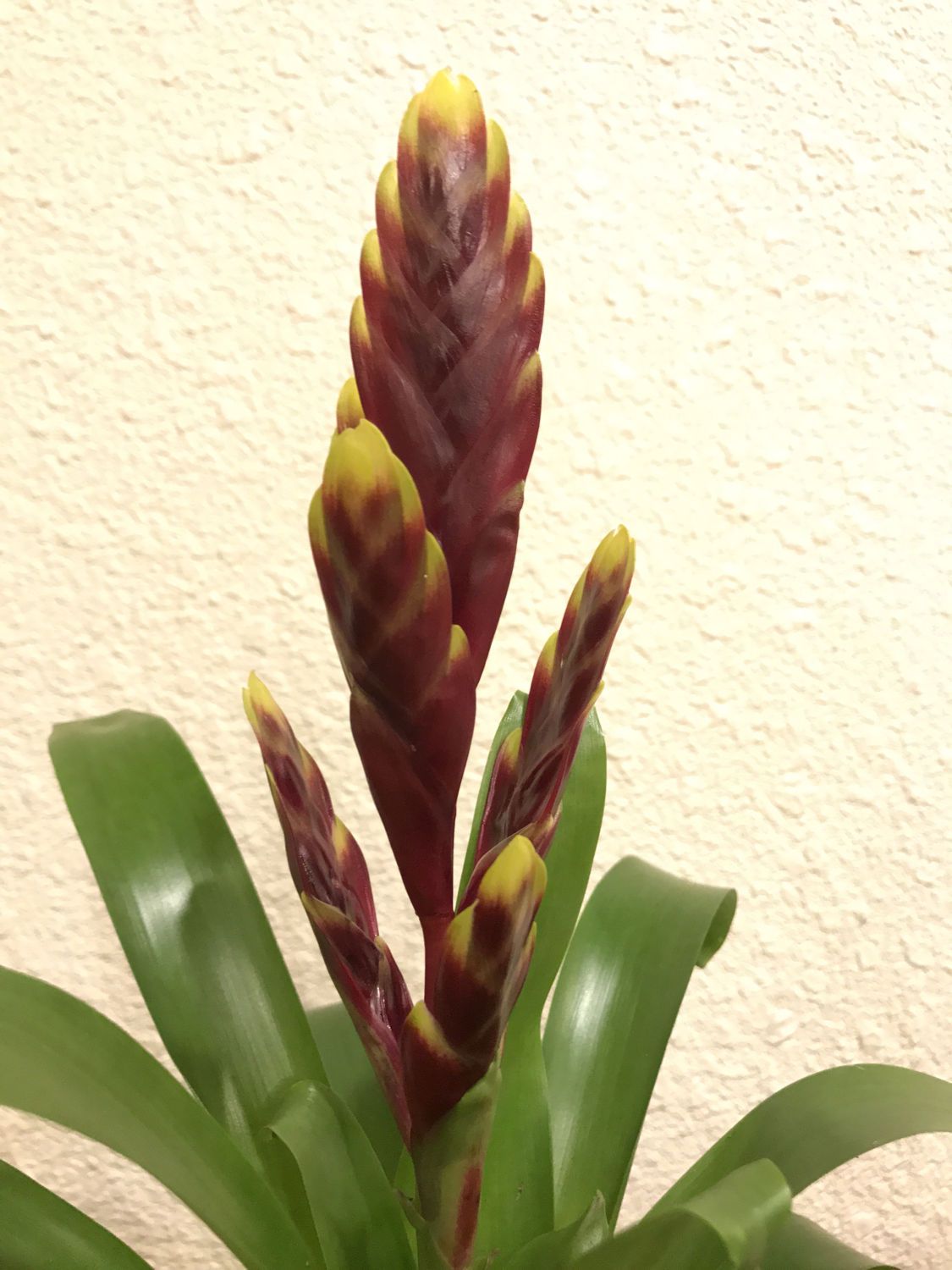 Kokedama - Moss ball, Vriesea Red and Yellow Bromeliad!