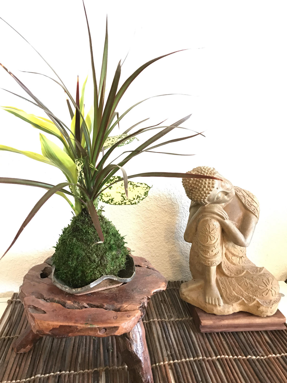 Dracaena Marginata with croton Kokedama, Bring tranquility to your house or office!