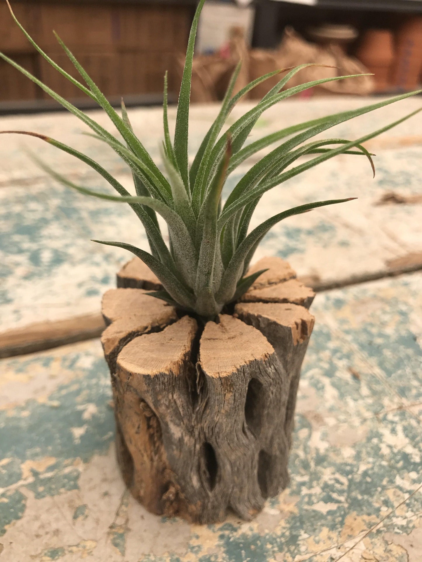 Cholla Wood Planter with Air plant-Great idea for rustic country style decor