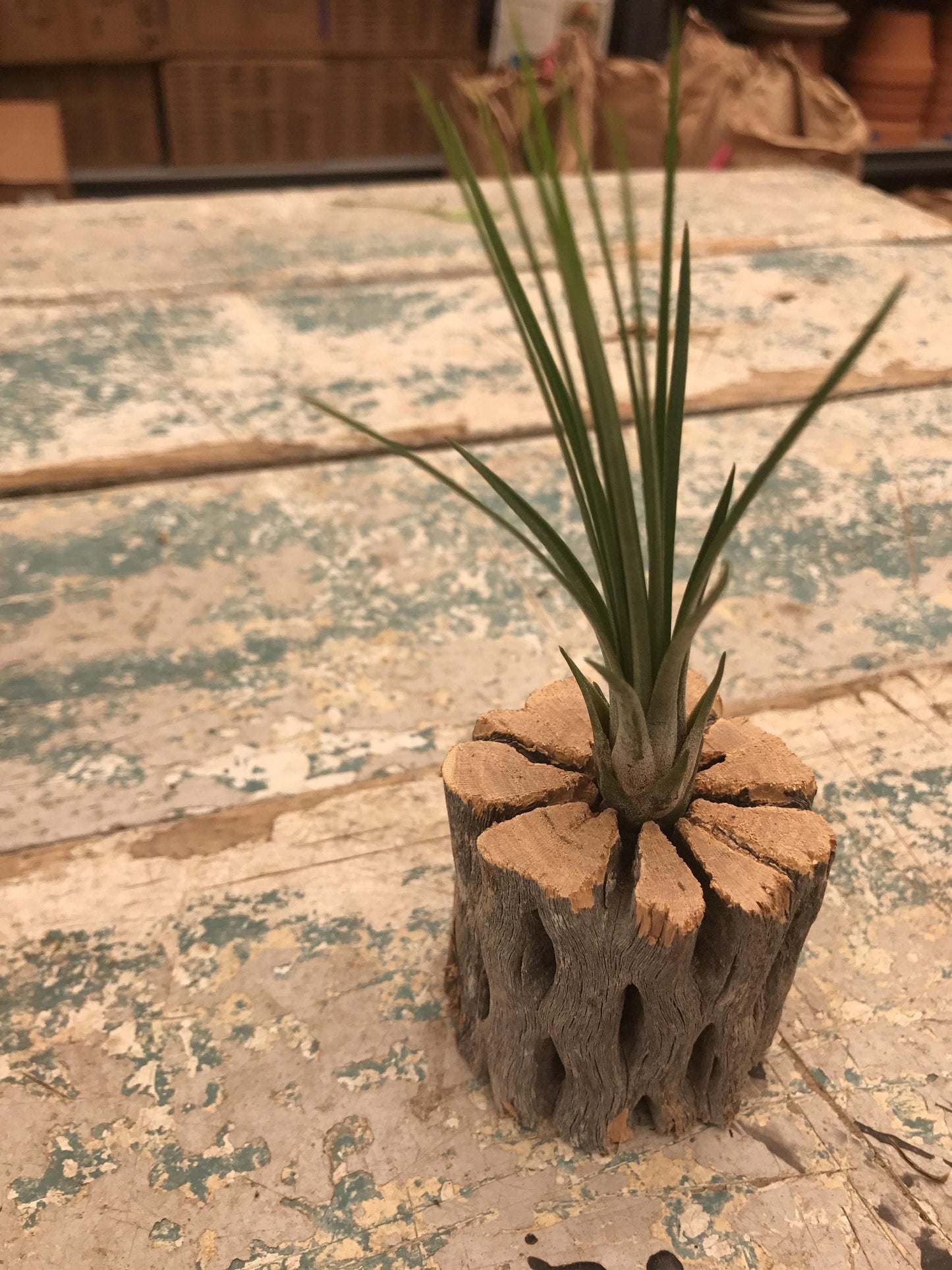 Cholla Wood Planter with Air plant-Great idea for rustic country style decor