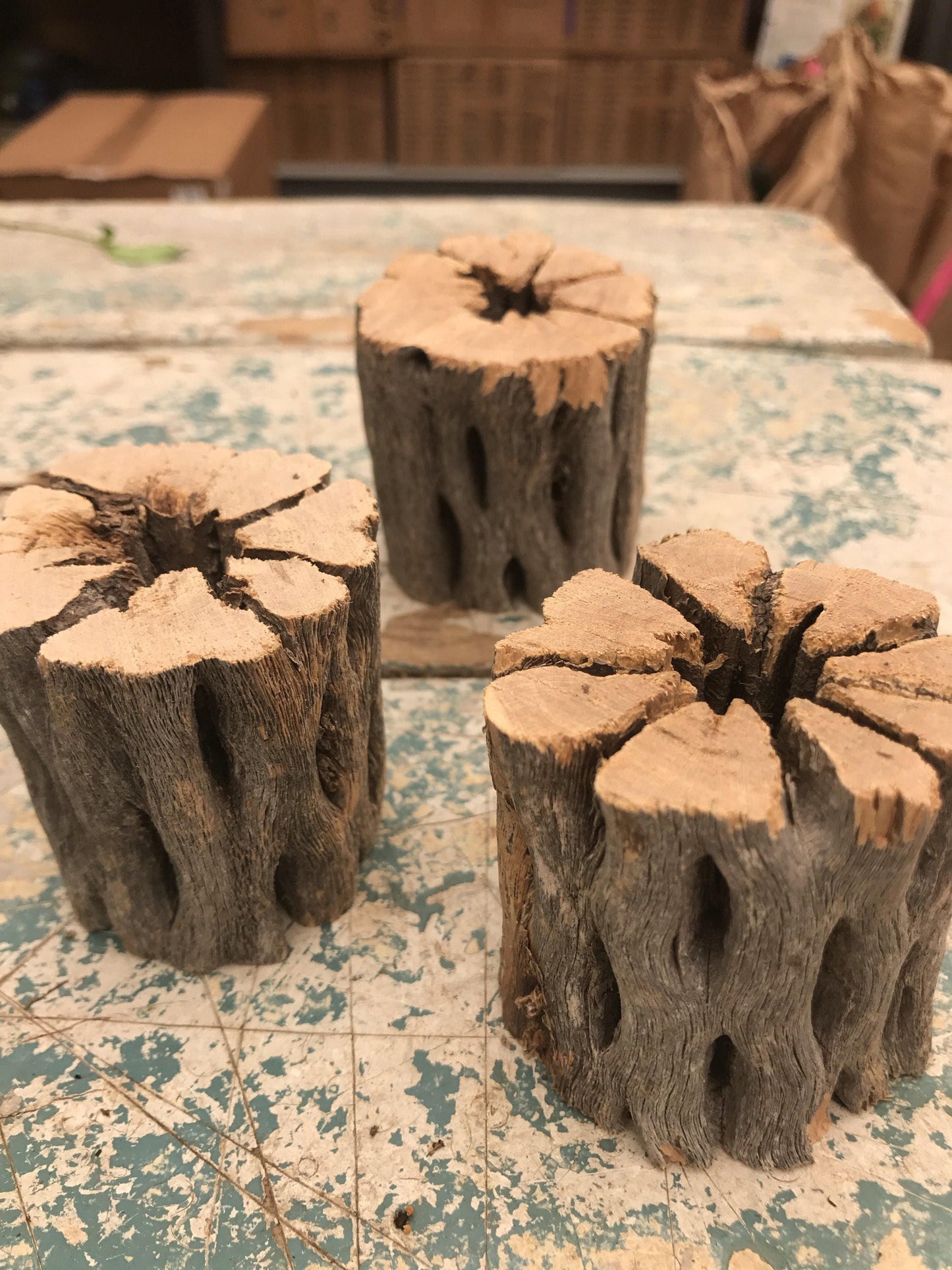 Cholla Wood Planter with Air plant-Great idea for rustic country style decor