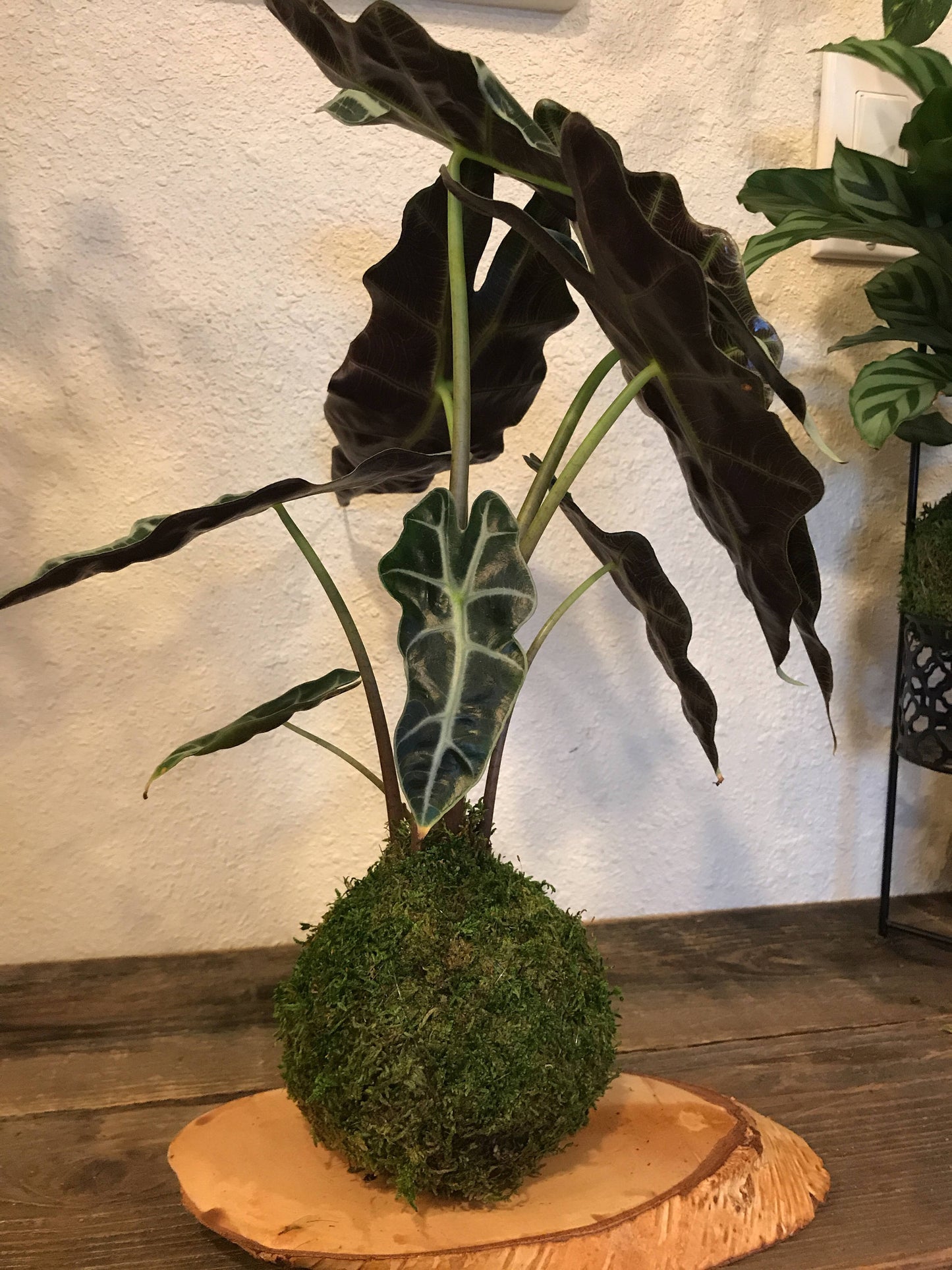 Kokedama - Moss ball with Lush Amazonica Alocasia Elephant Ear