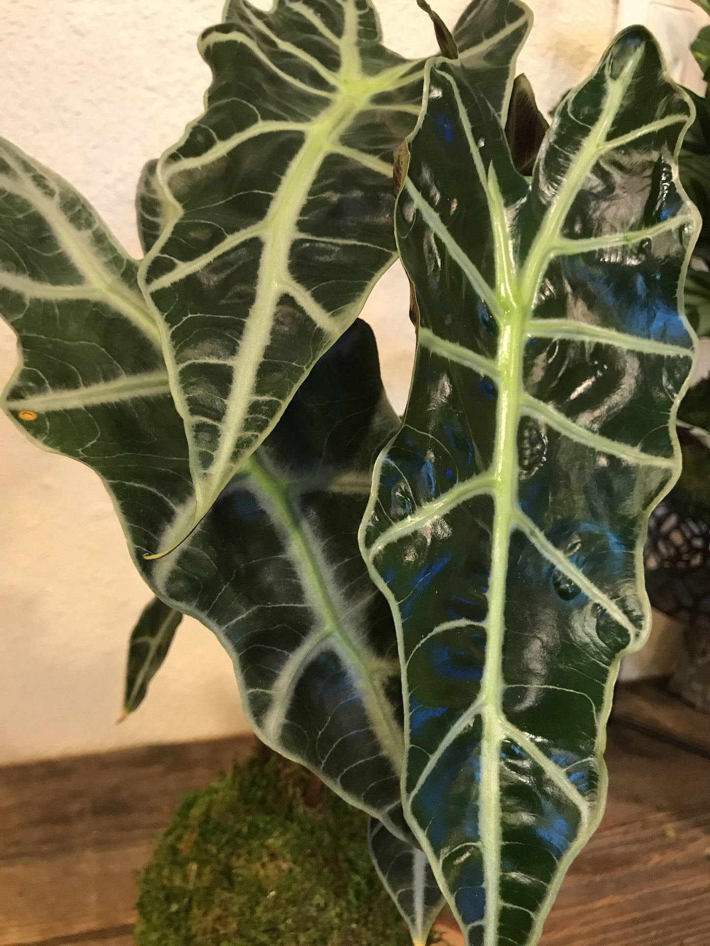 Kokedama - Moss ball with Lush Amazonica Alocasia Elephant Ear