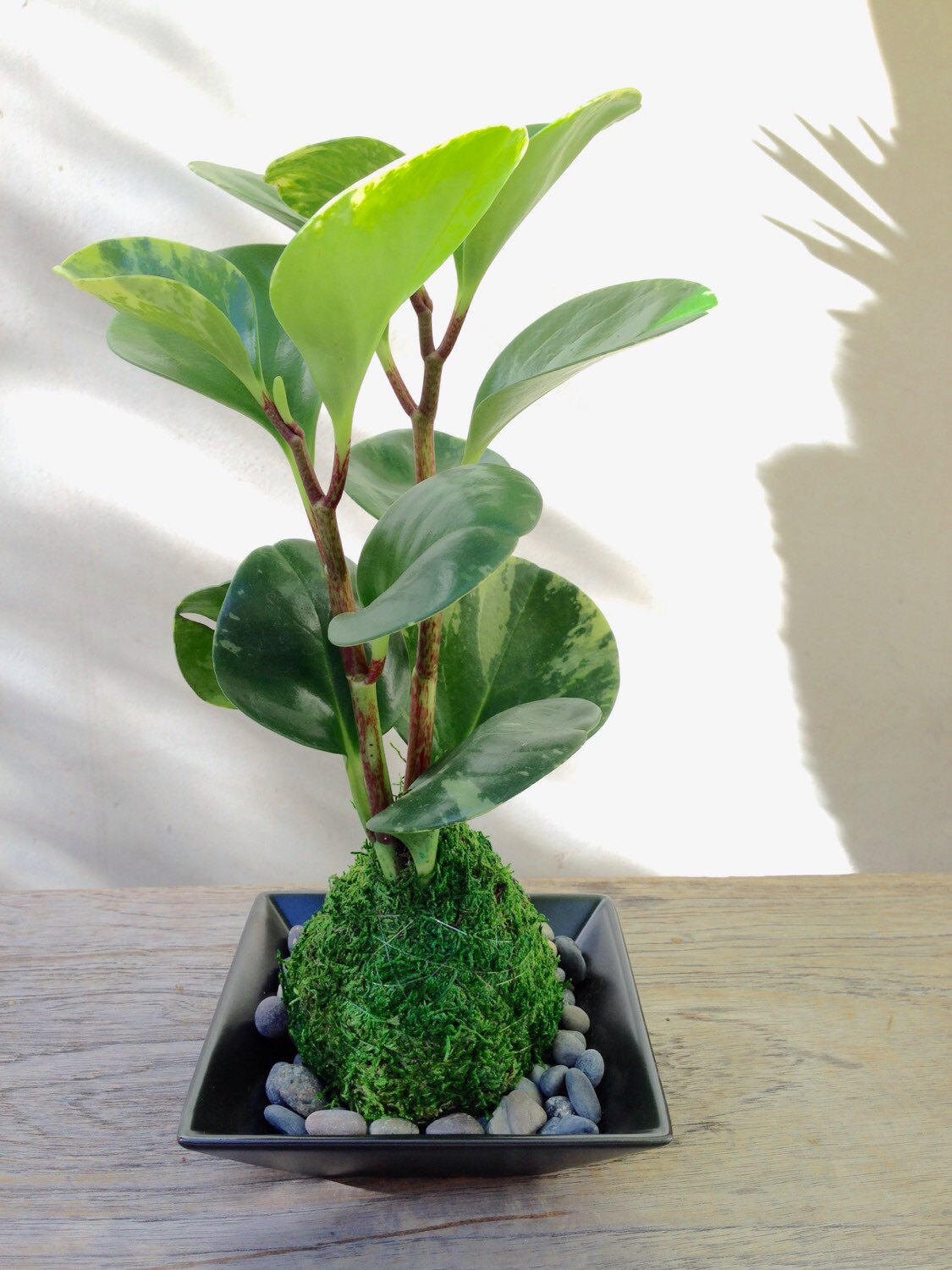 Peperomia variegated Kokedama, Japanese traditional indoor moss ball garden