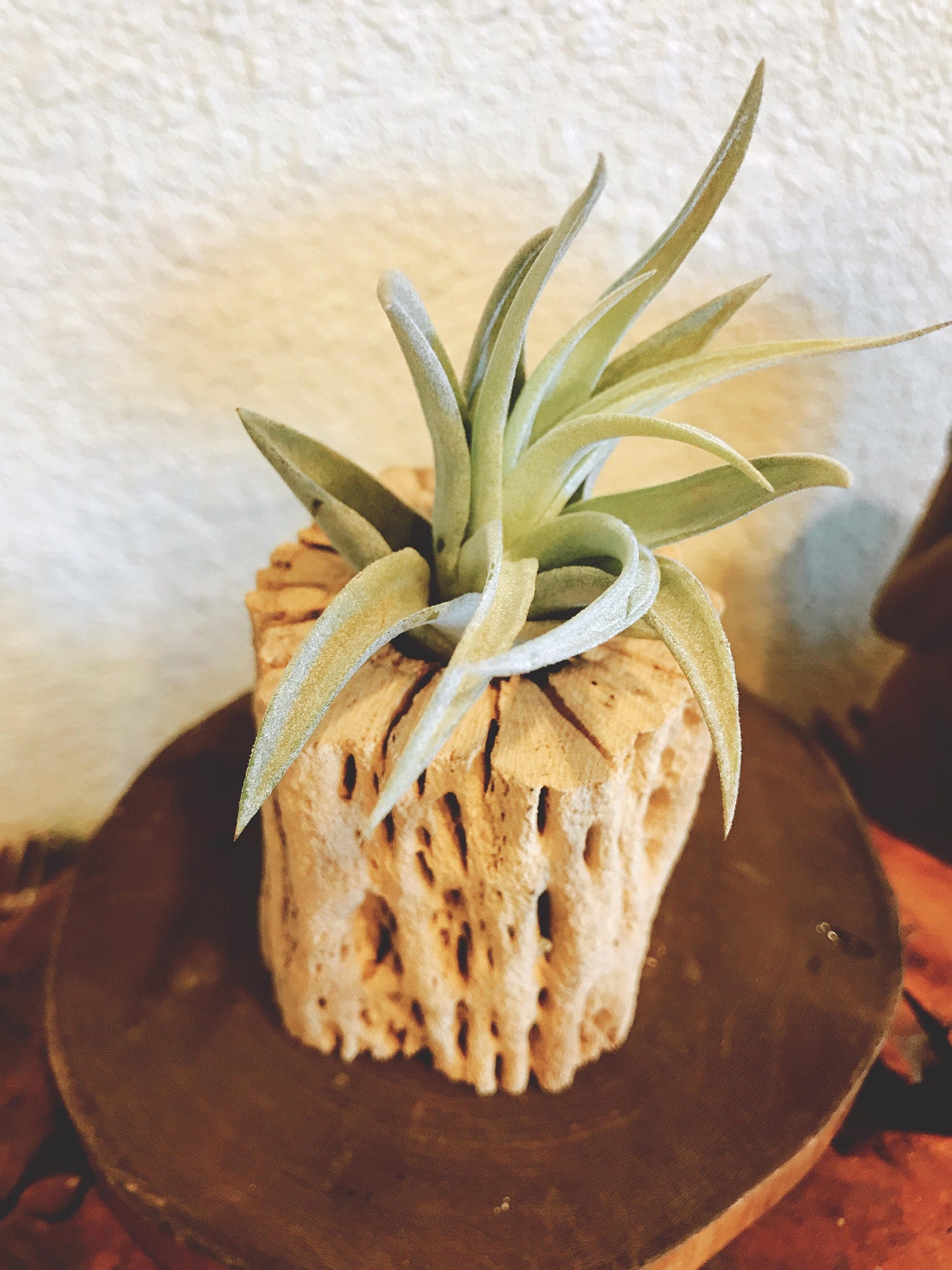 Cholla Wood Planter with Air plant-Great idea for rustic country style decor