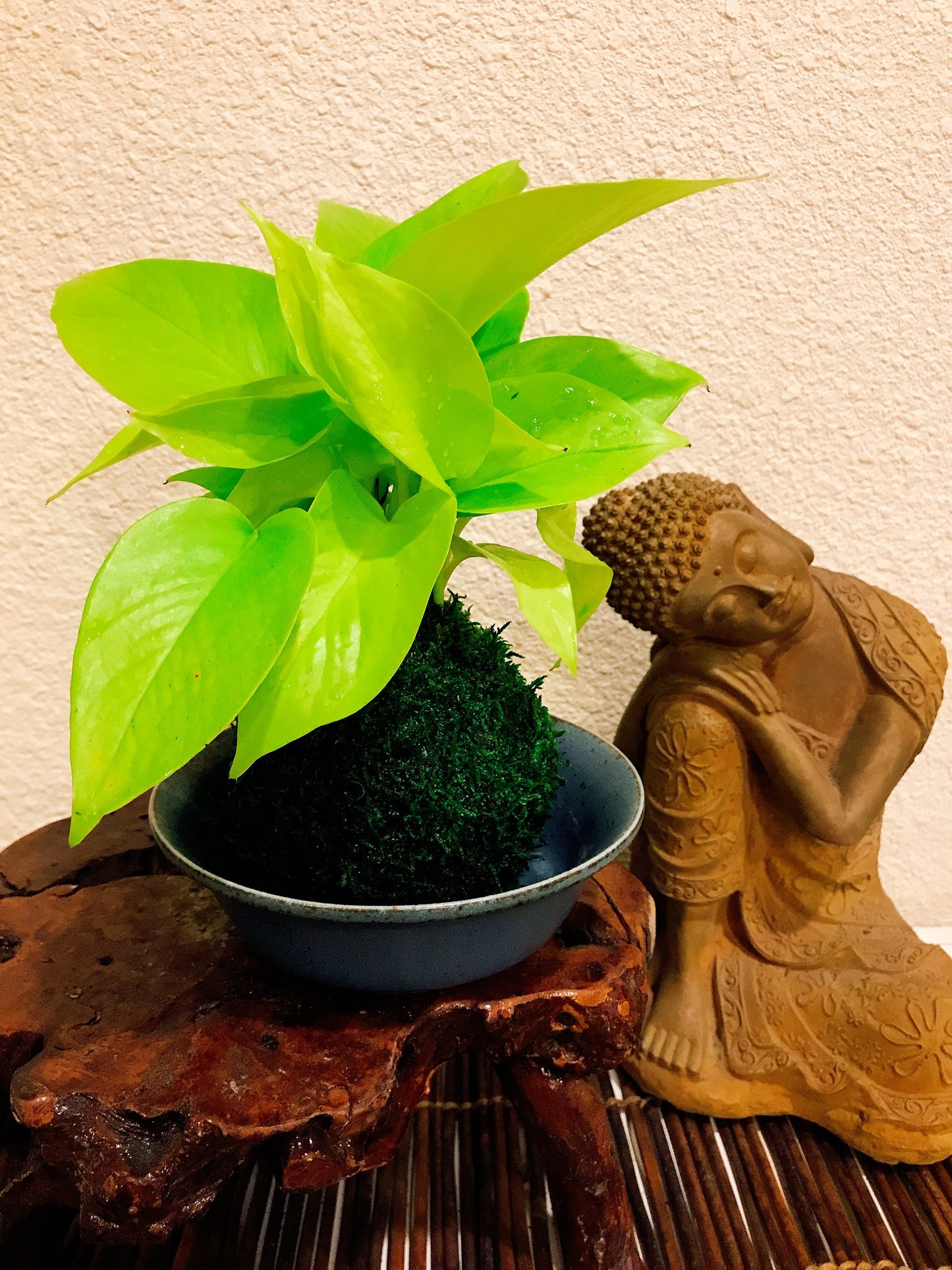 Lime Green Pothos Kokedama - Moss ball - Japanese Living Art