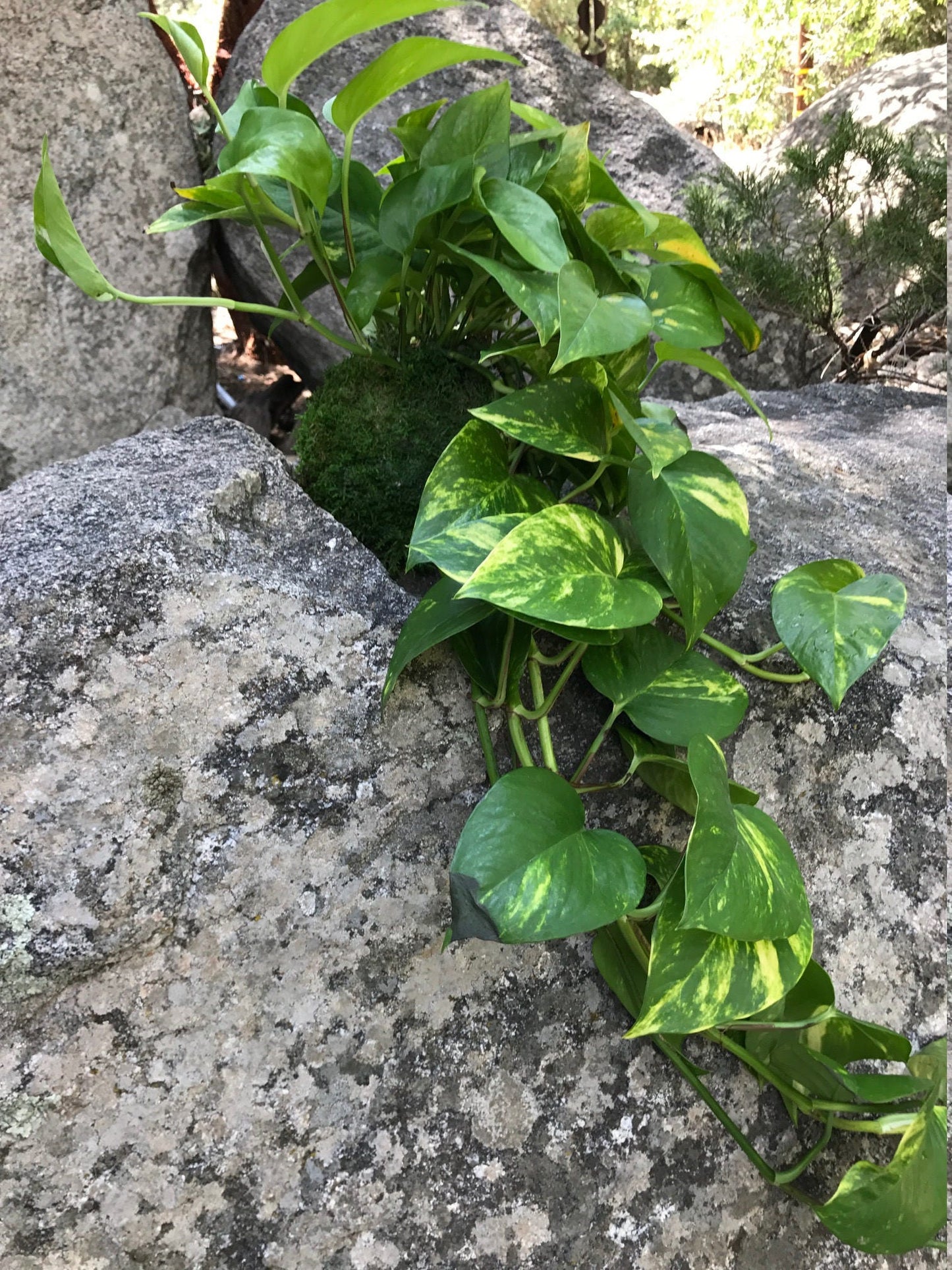 Large Devil's Ivy (Pathos) Kokedama-Feel the forest feeling in your house!