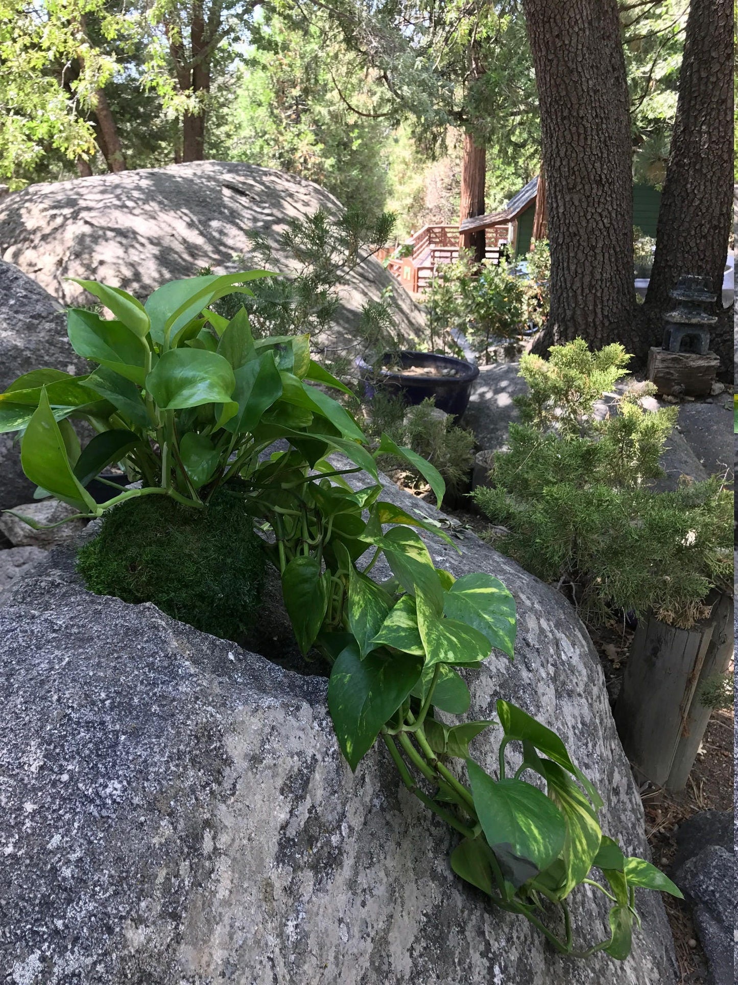 Large Devil's Ivy (Pathos) Kokedama-Feel the forest feeling in your house!