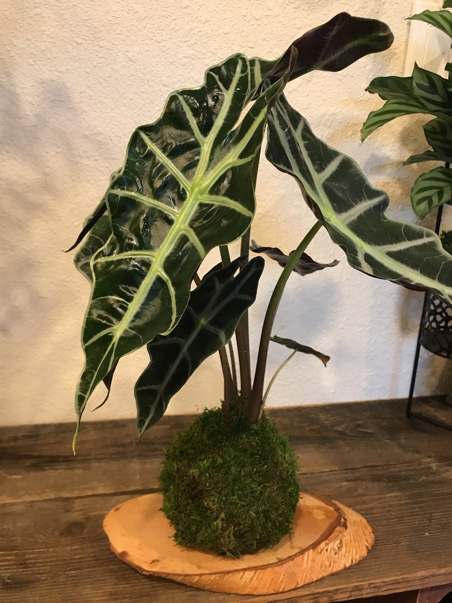 Kokedama - Moss ball with Lush Amazonica Alocasia Elephant Ear