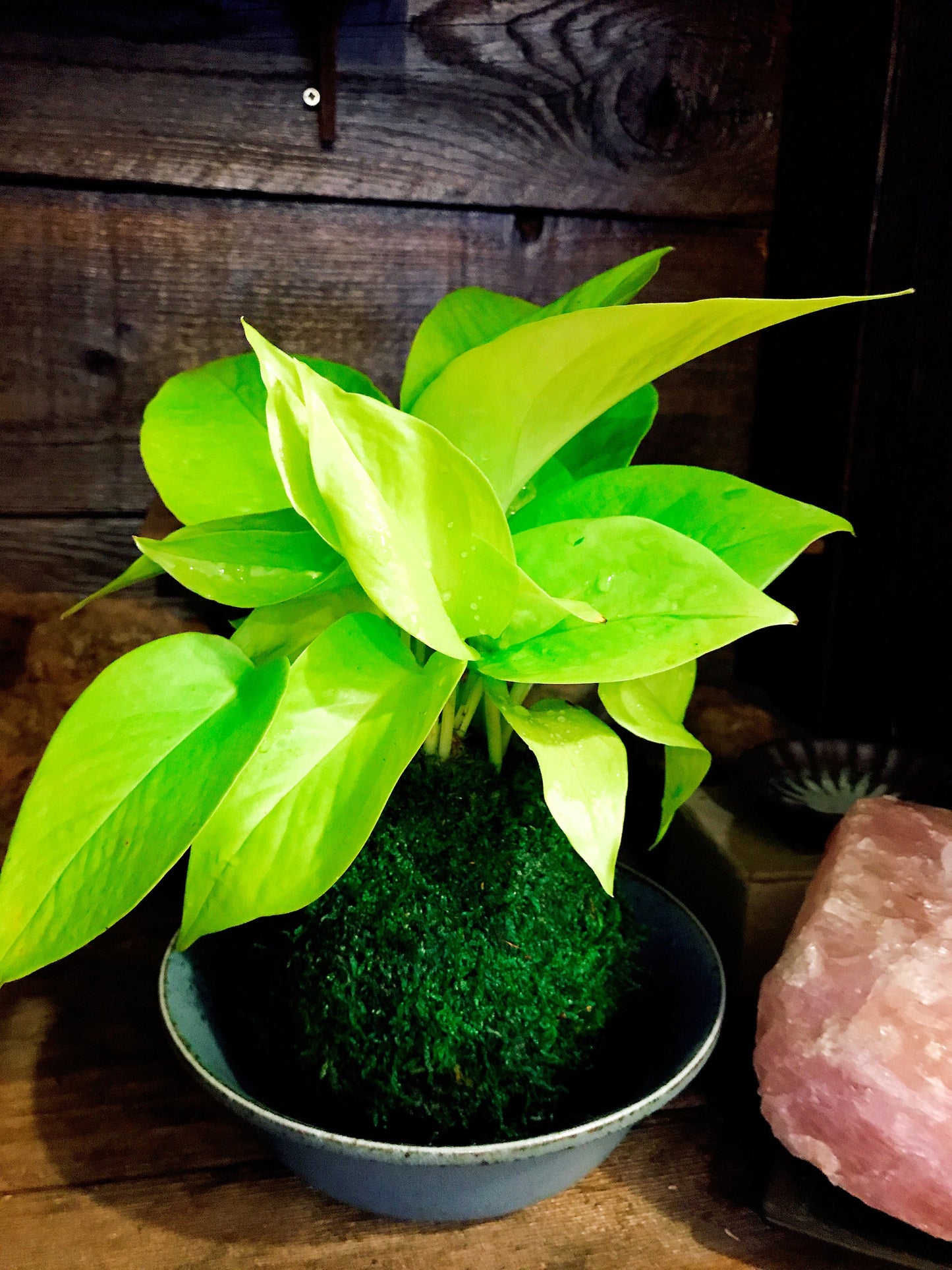 Lime Green Pothos Kokedama - Moss ball - Japanese Living Art