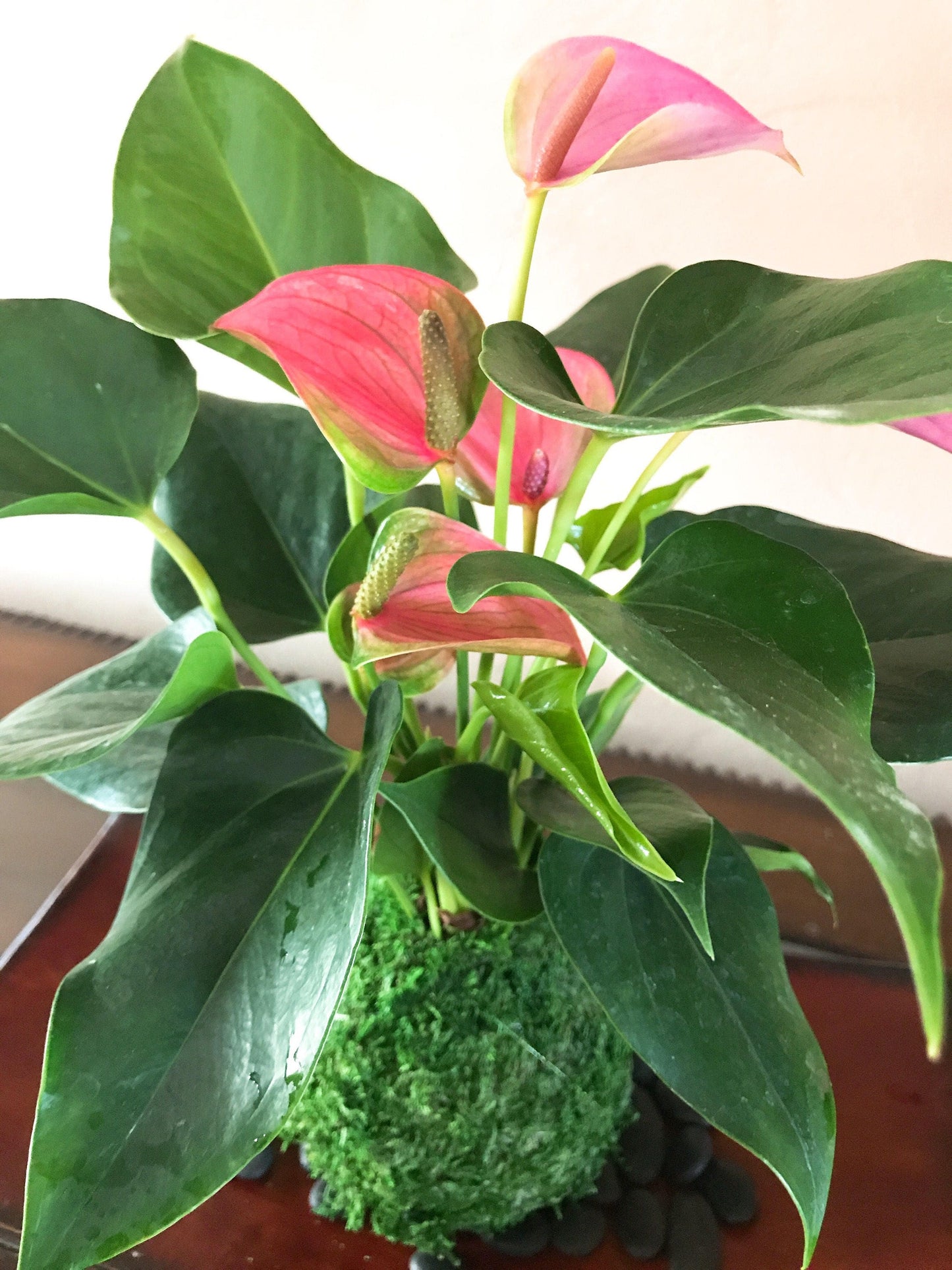 Pink Anthurium Kokedama - Moss ball, Japanese ancient botanical technique.