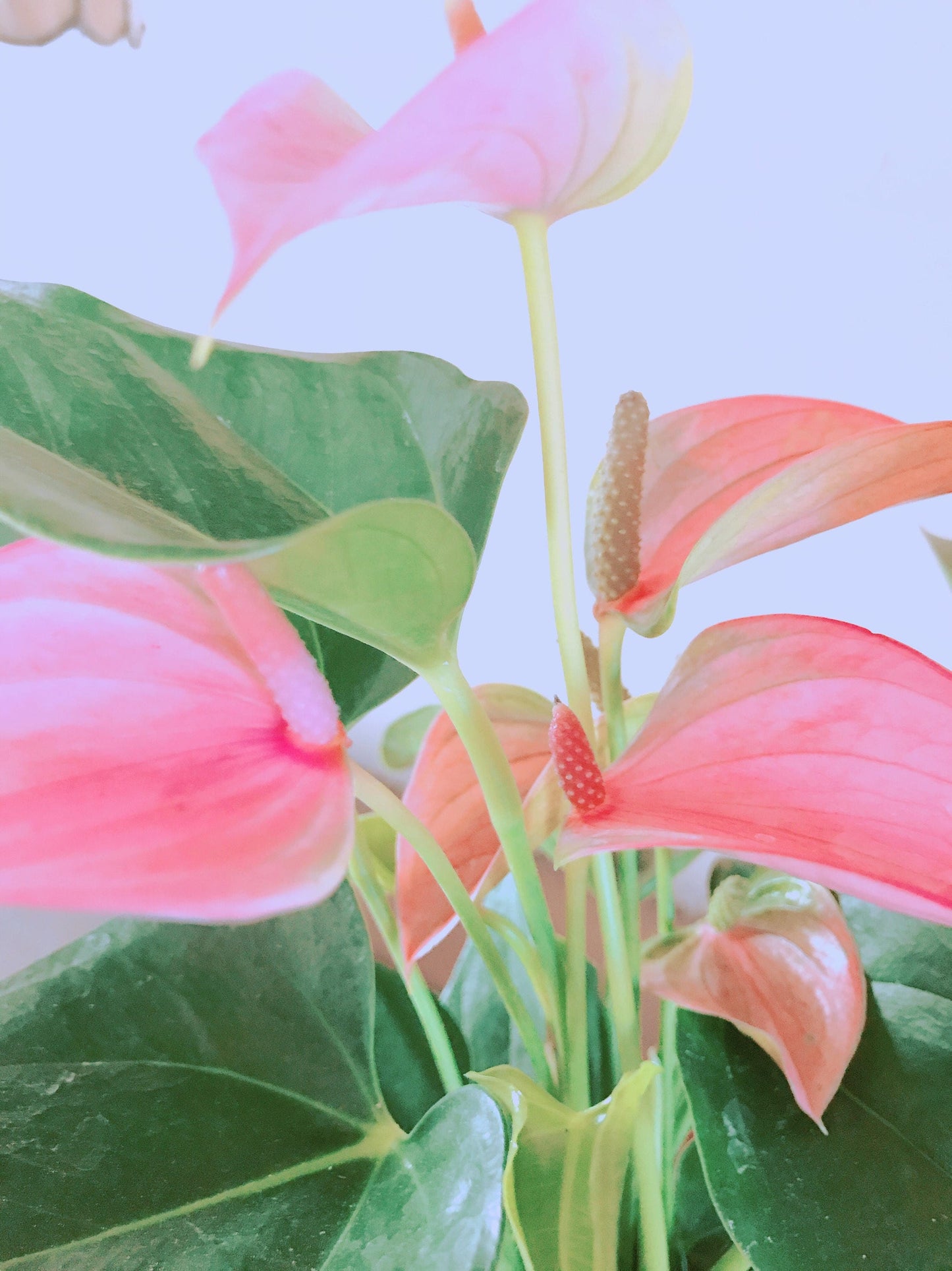 Pink Anthurium Kokedama - Moss ball, Japanese ancient botanical technique.