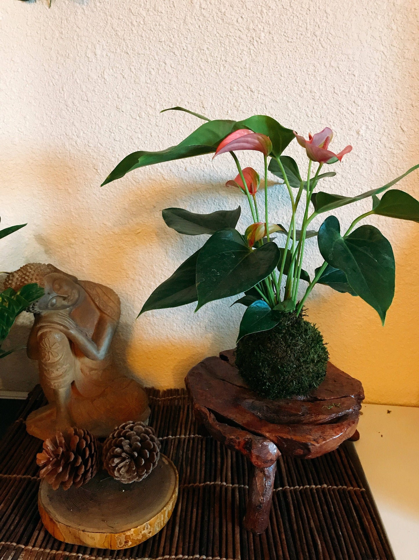 Pink Anthurium Kokedama - Moss ball, Japanese ancient botanical technique.