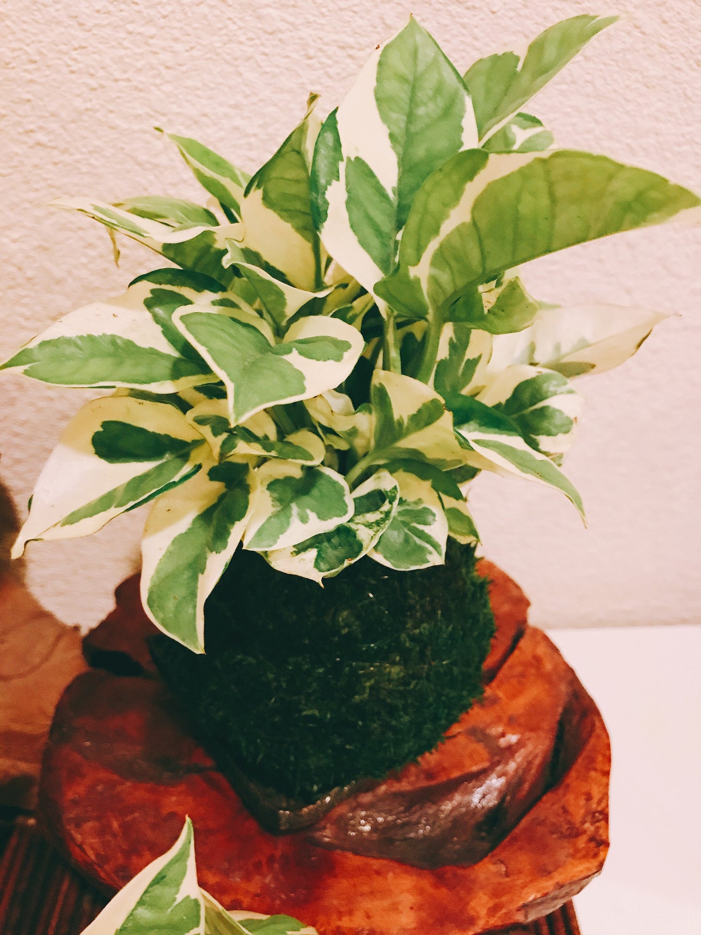 N-Joy Pothos Kokedama - Moss ball - Japanese Living Art