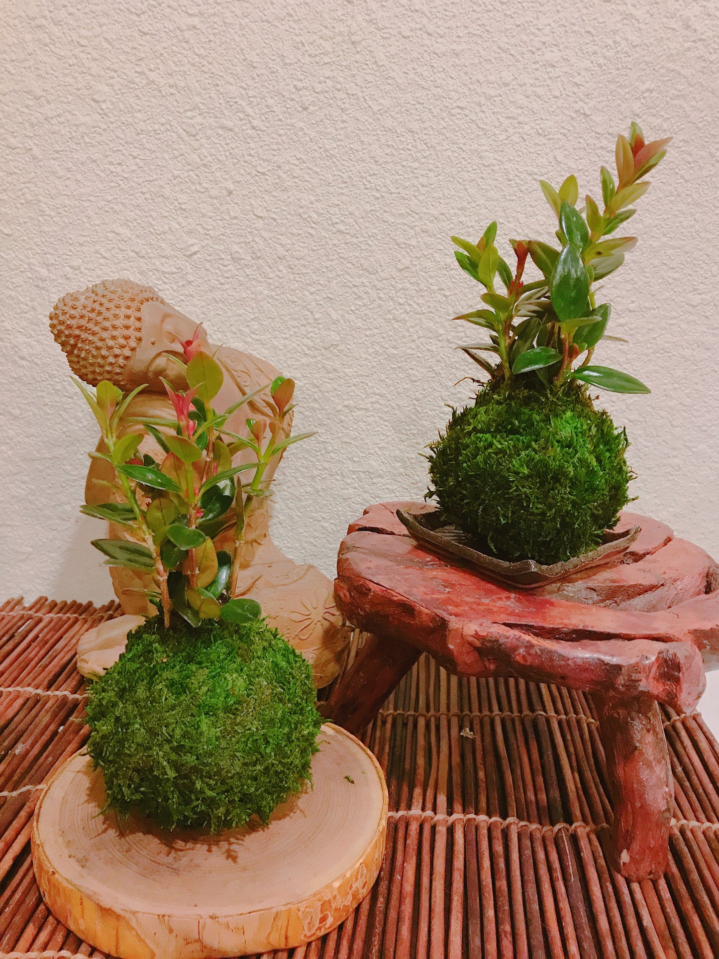 Gold Fish Kokedama - Moss ball - Japanese Living Art