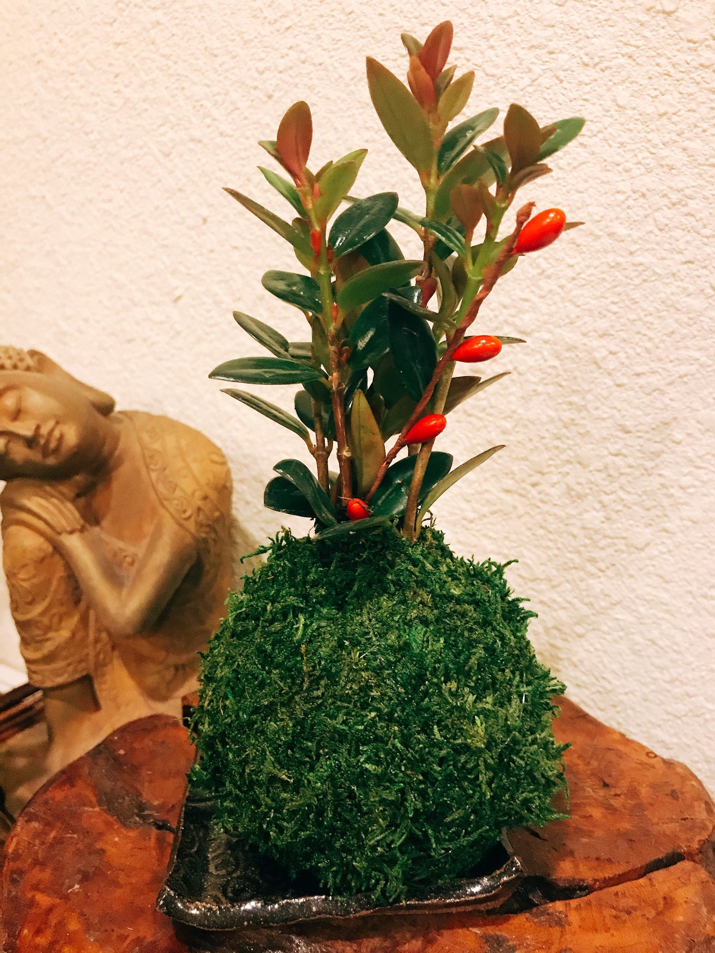 Gold Fish Kokedama - Moss ball - Japanese Living Art