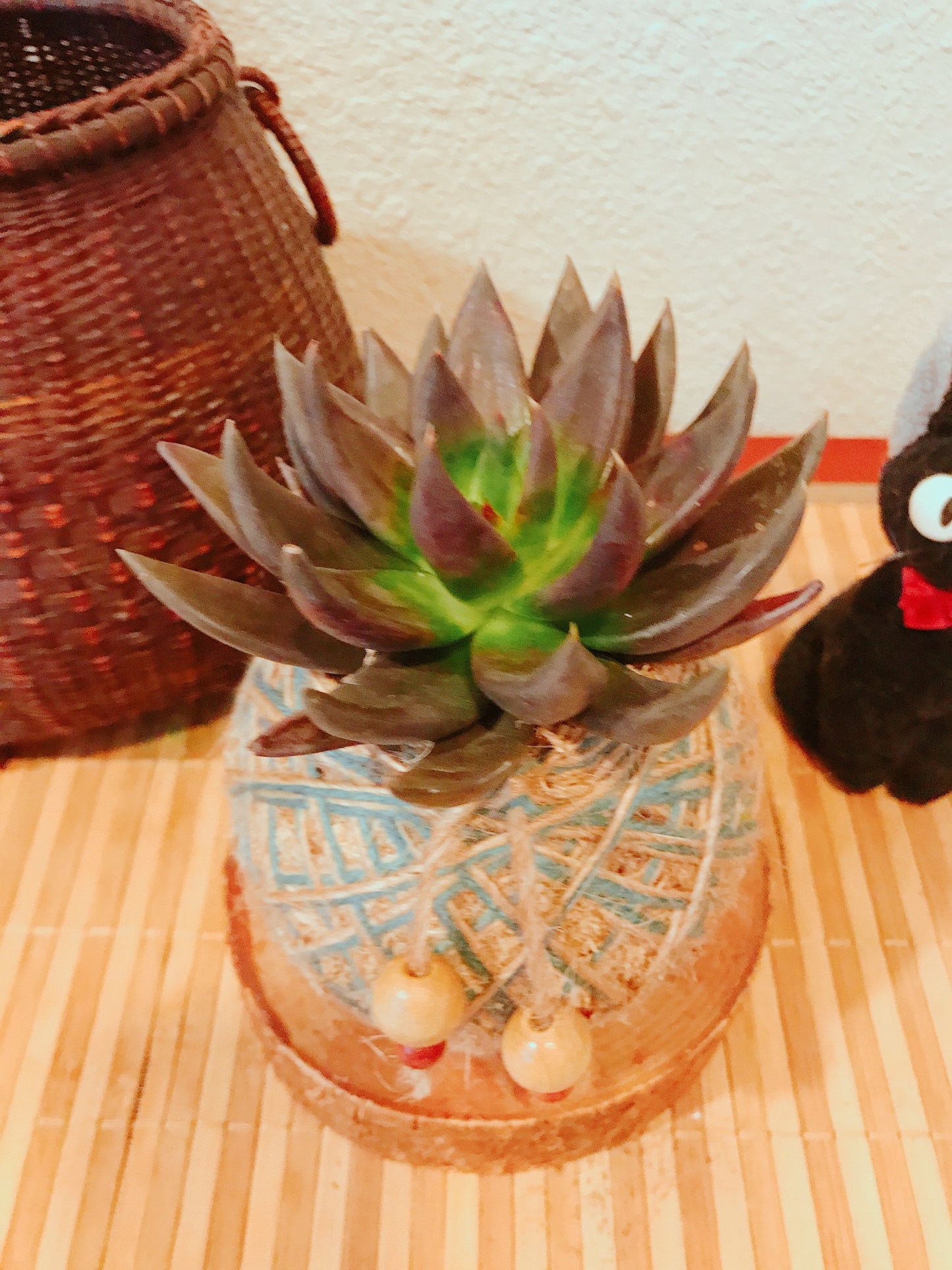 Echeveria Black knight Succulent Kokedama - Moss ball