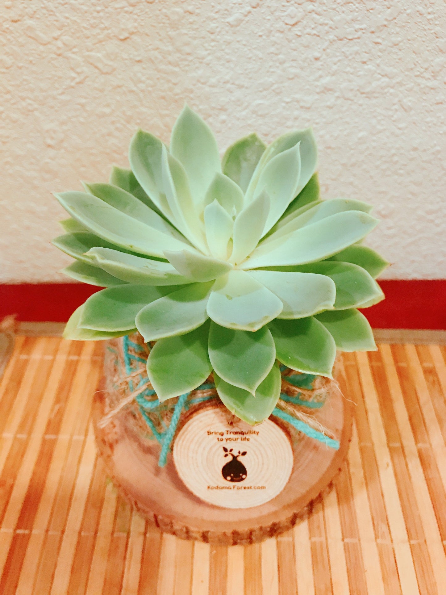 Echeveria Kokedama - Moss ball with Echeveria Succulent comes with engraved sliced wood message from kodama forest.