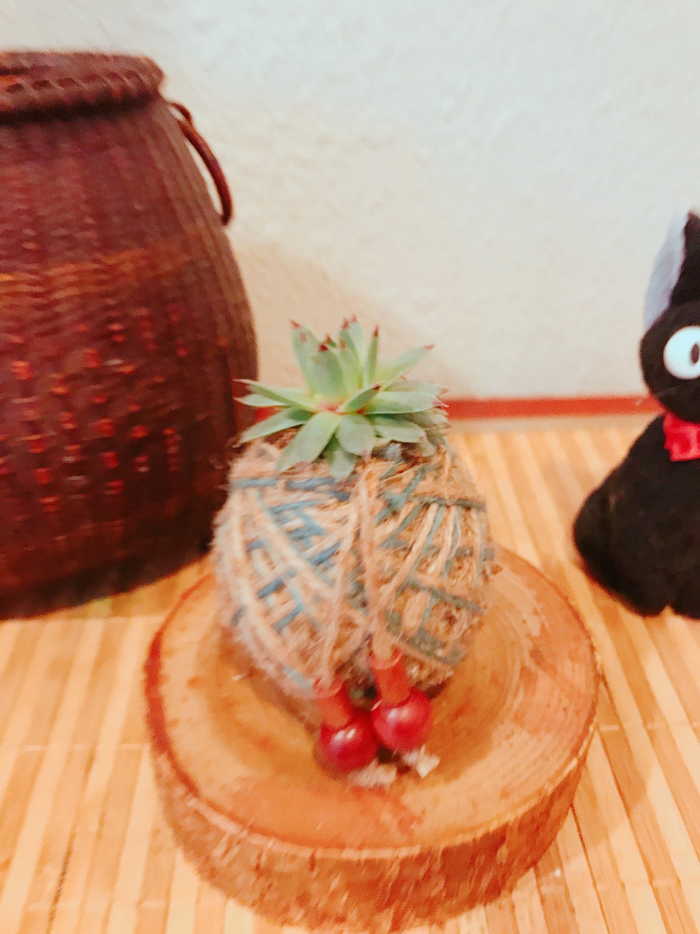 Mini Echeveria succulent Kokedama - Moss ball.