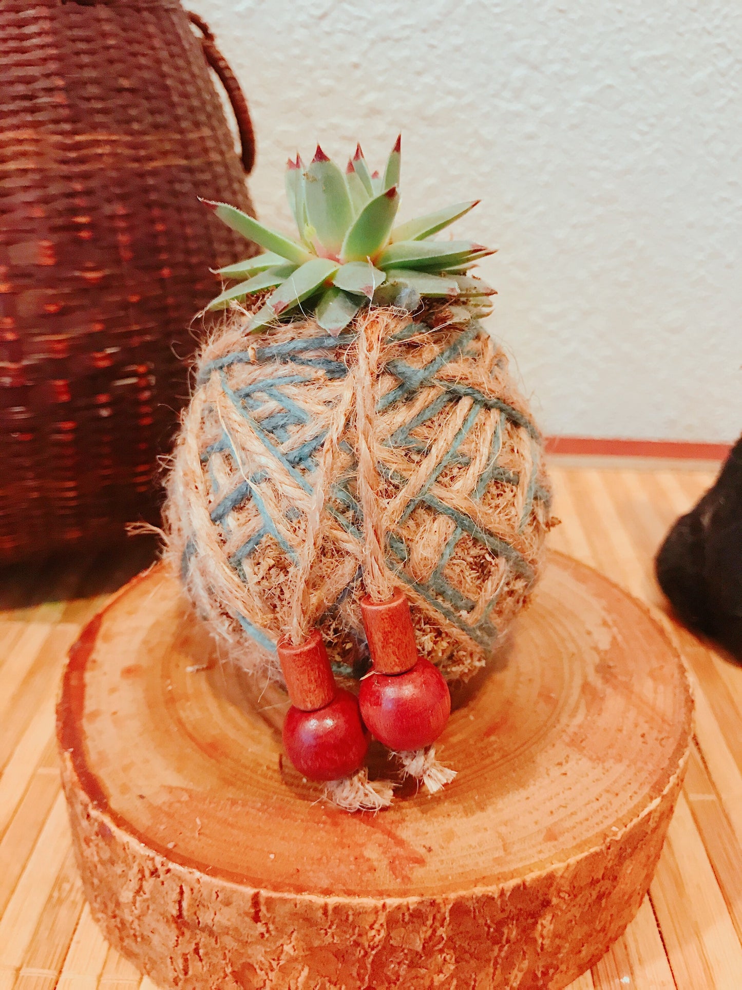 Mini Echeveria succulent Kokedama - Moss ball.