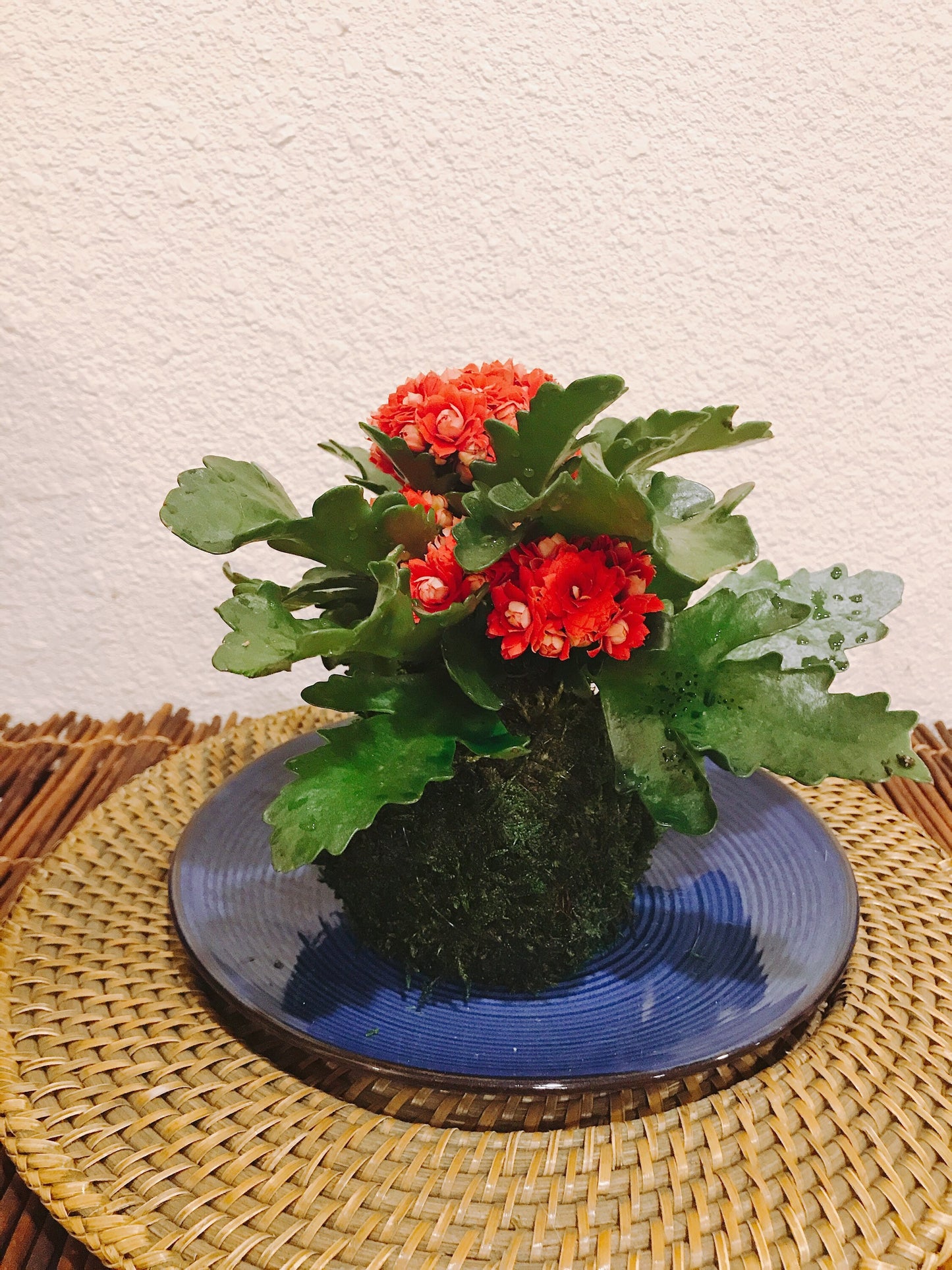 Red Kalanchoe Kokedama