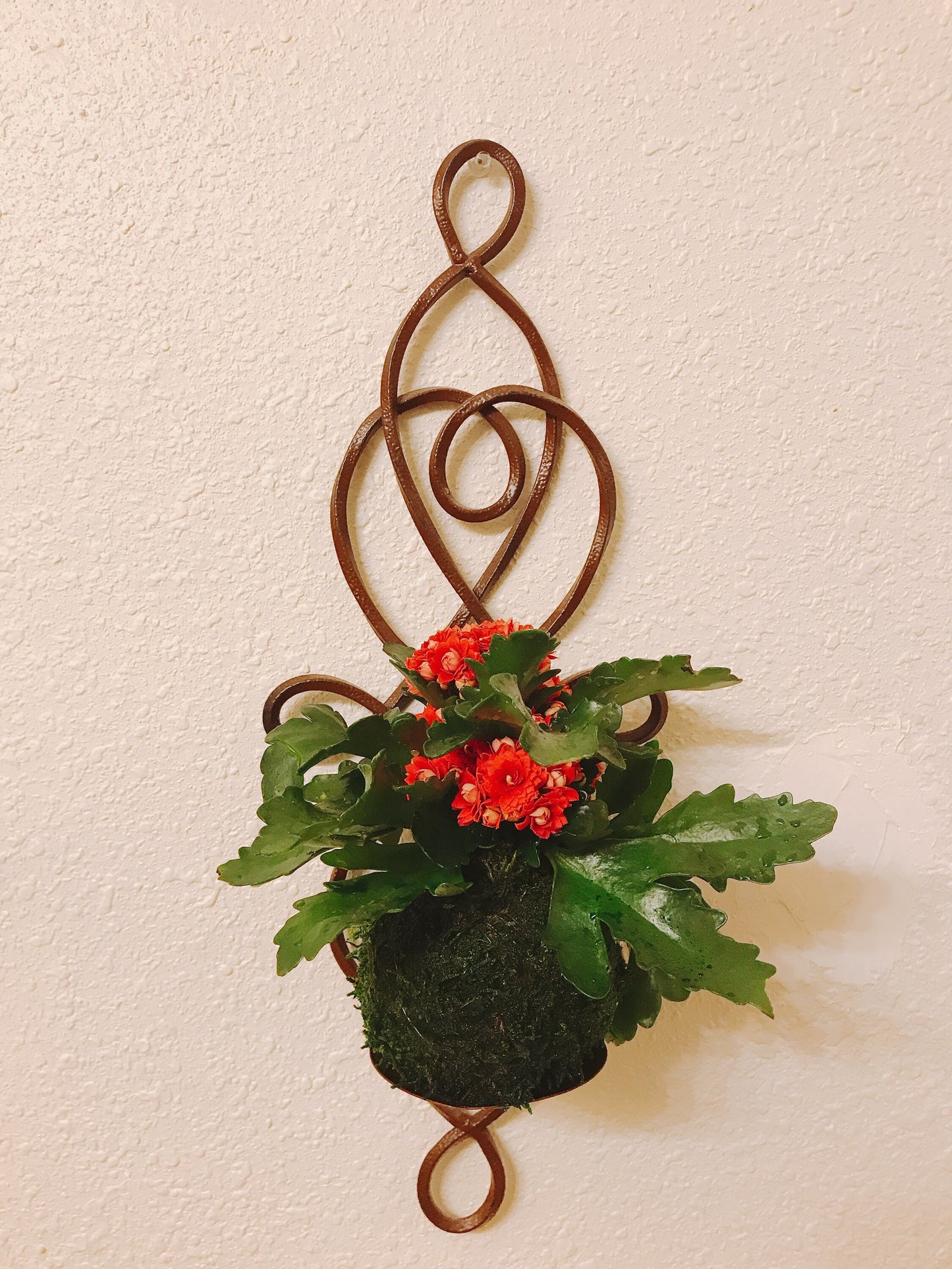 Red Kalanchoe Kokedama