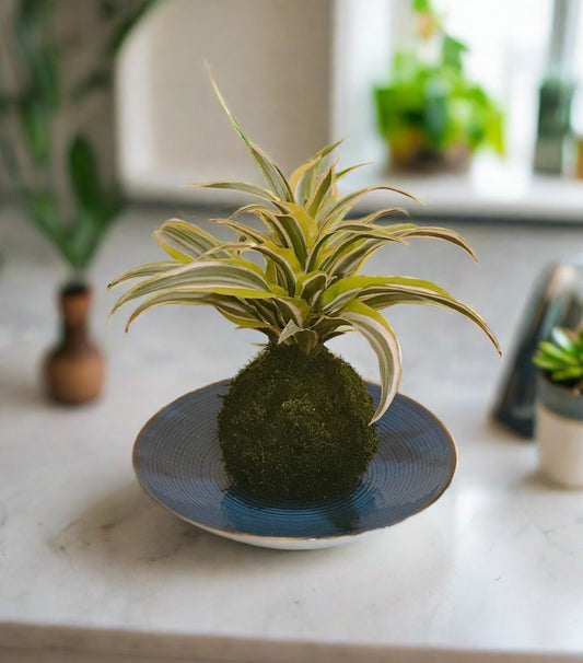 Lemon Lime Warneckii Dracaena Kokedama
