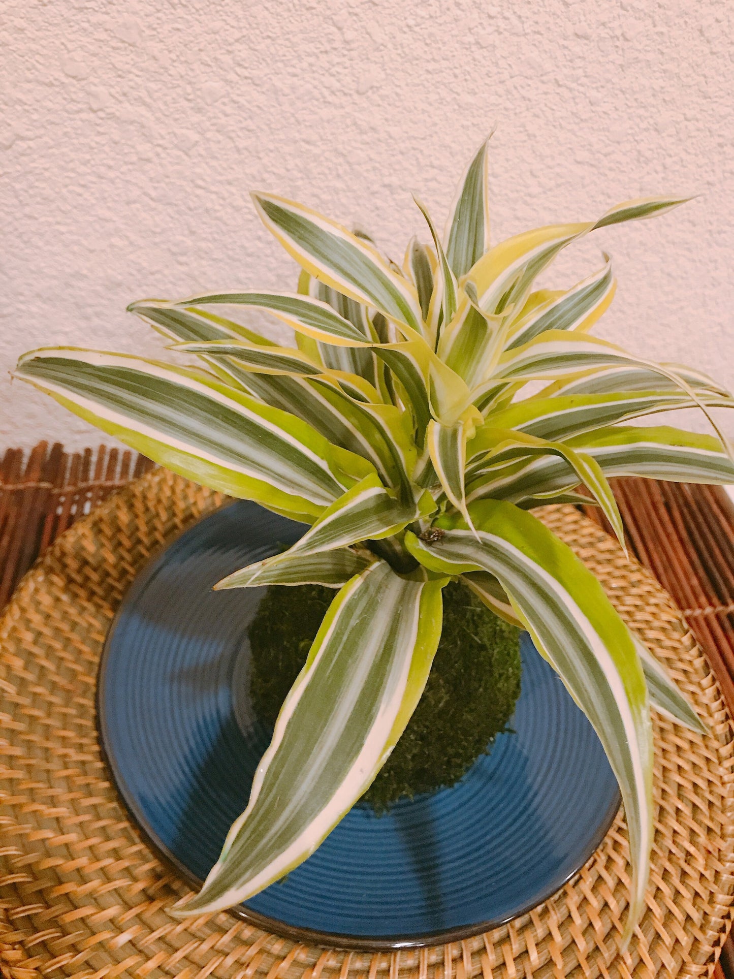Lemon Lime Warneckii Dracaena Kokedama