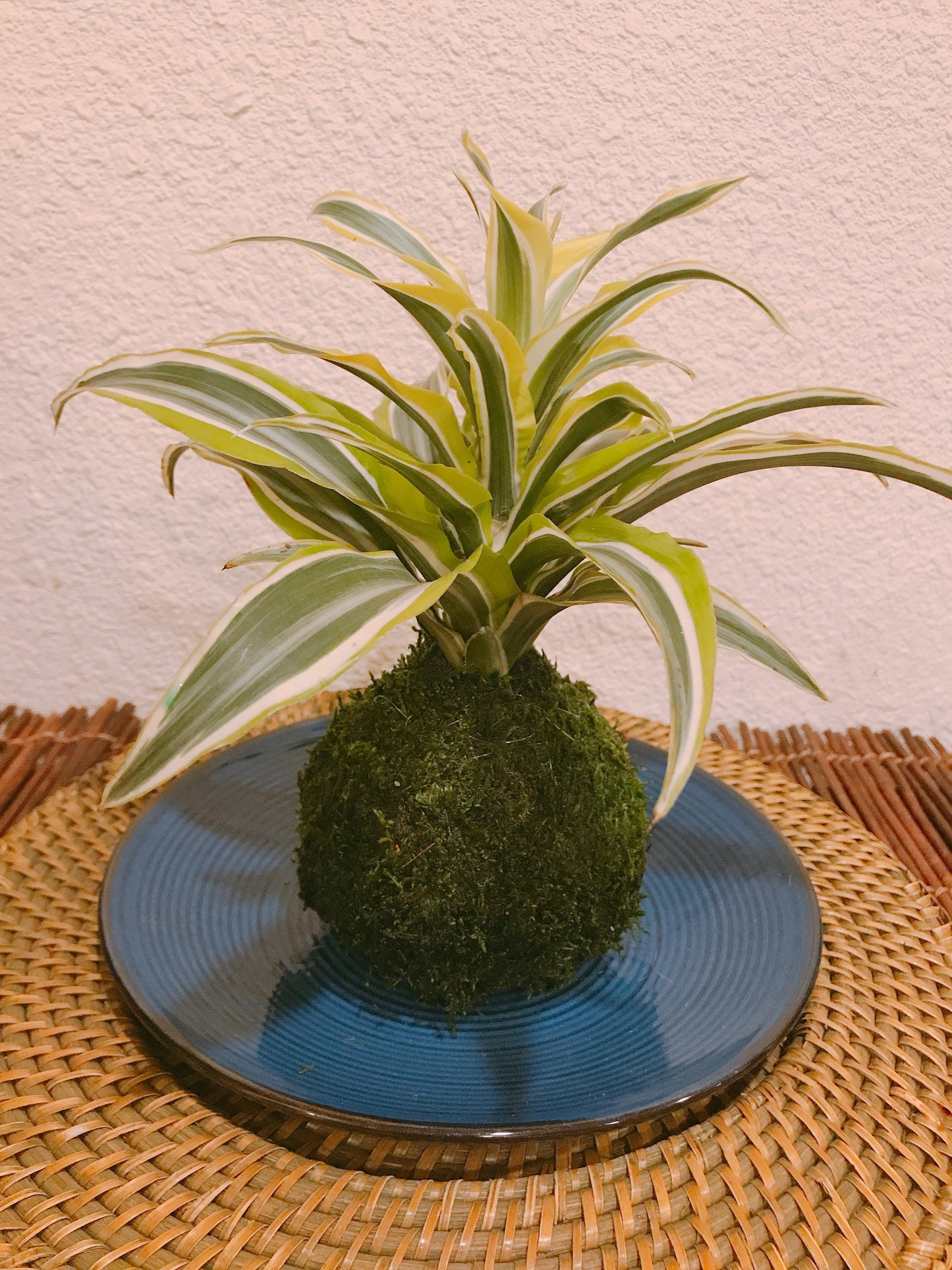 Lemon Lime Warneckii Dracaena Kokedama
