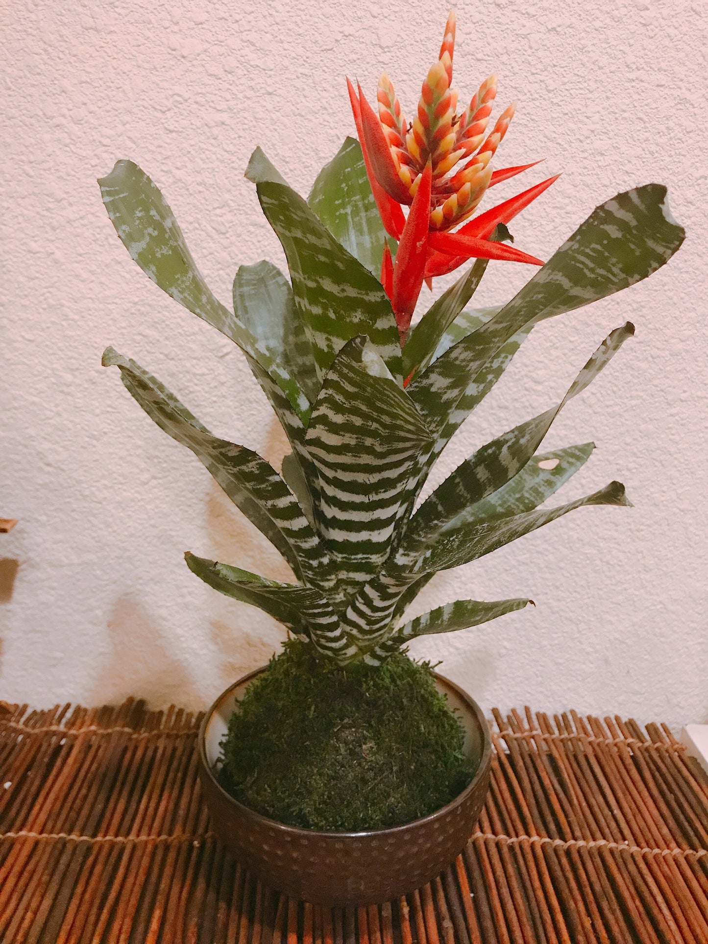 Kokedama - Moss ball with exotic Bromeliad Aechmea Rebecca!