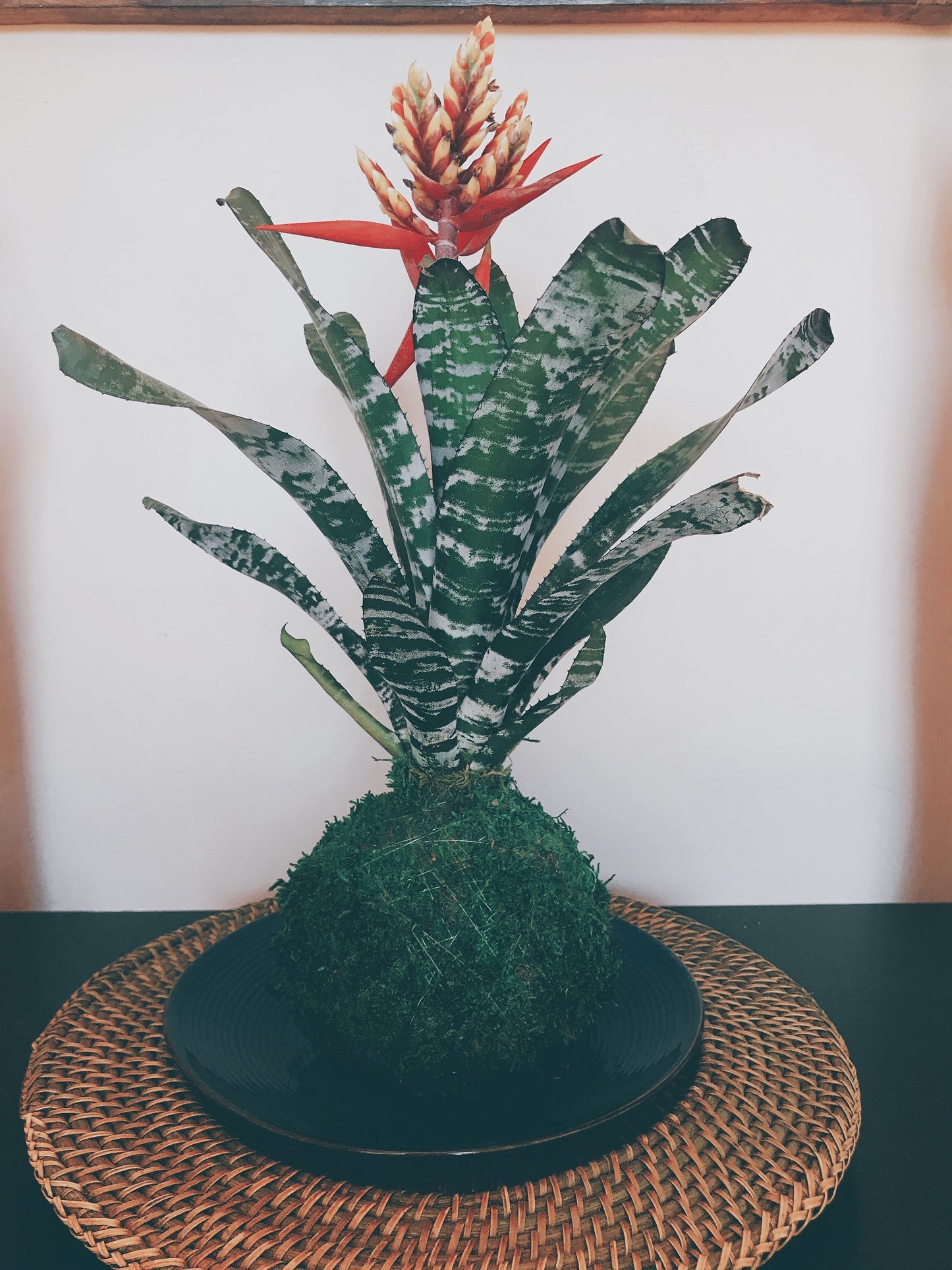 Kokedama - Moss ball with exotic Bromeliad Aechmea Rebecca!