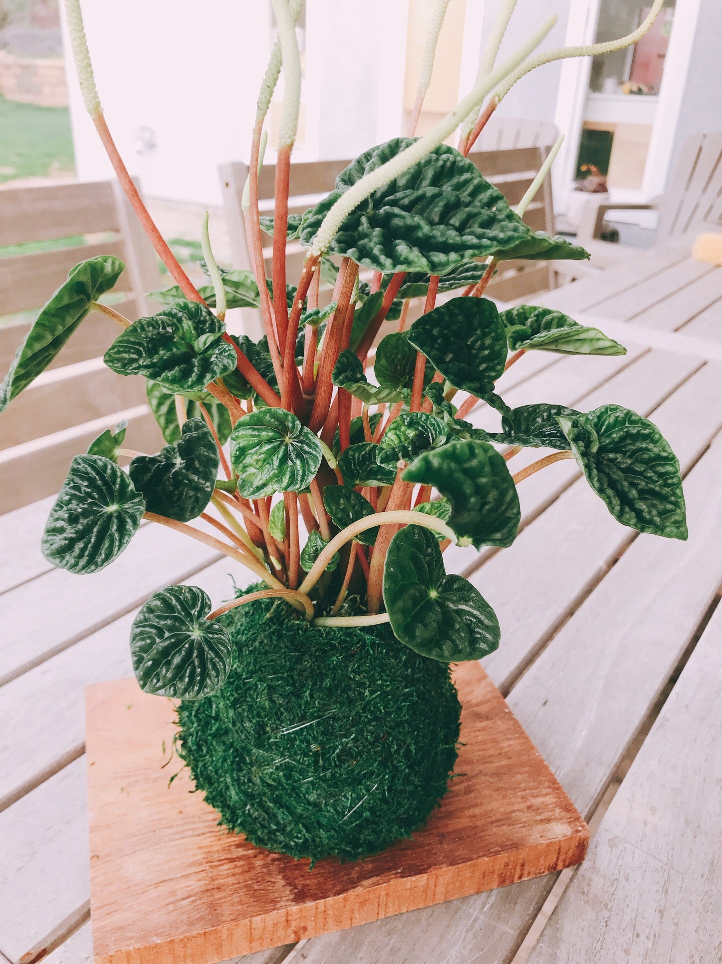 Peperomia Caperata Kokedama, Japanese traditional indoor moss ball garden