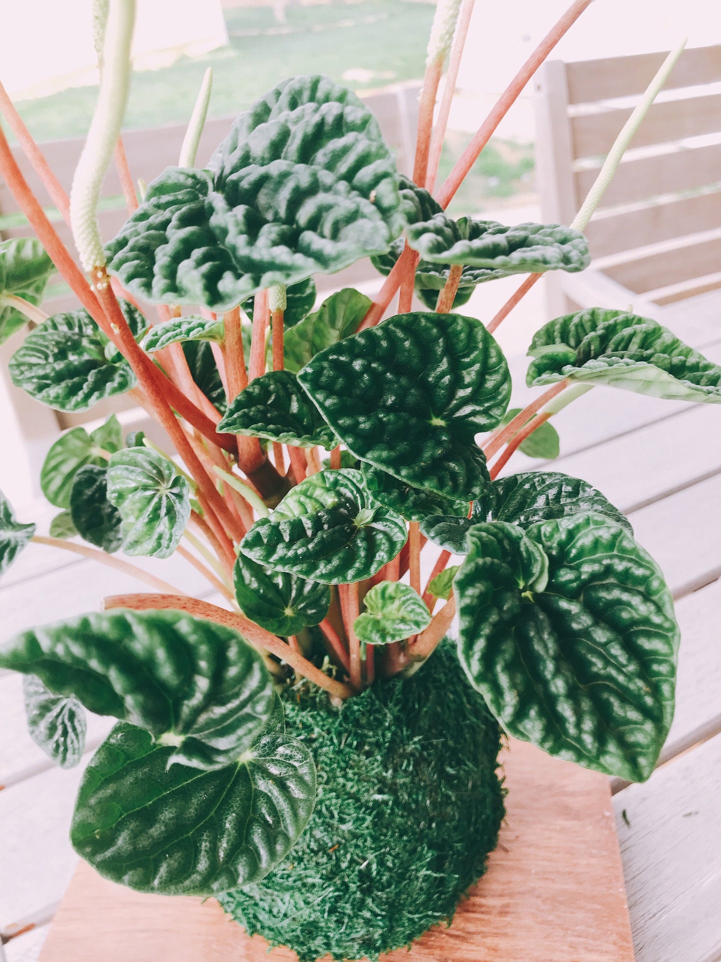 Peperomia Caperata Kokedama, Japanese traditional indoor moss ball garden