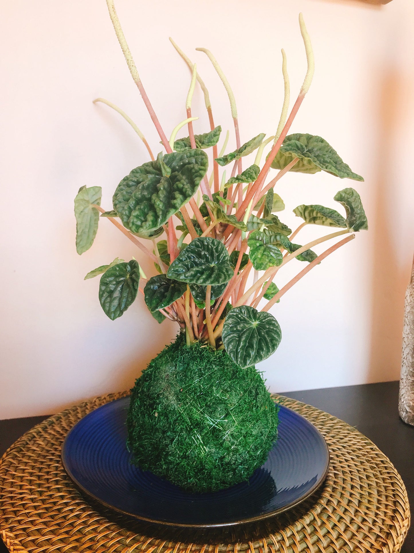 Peperomia Caperata Kokedama, Japanese traditional indoor moss ball garden