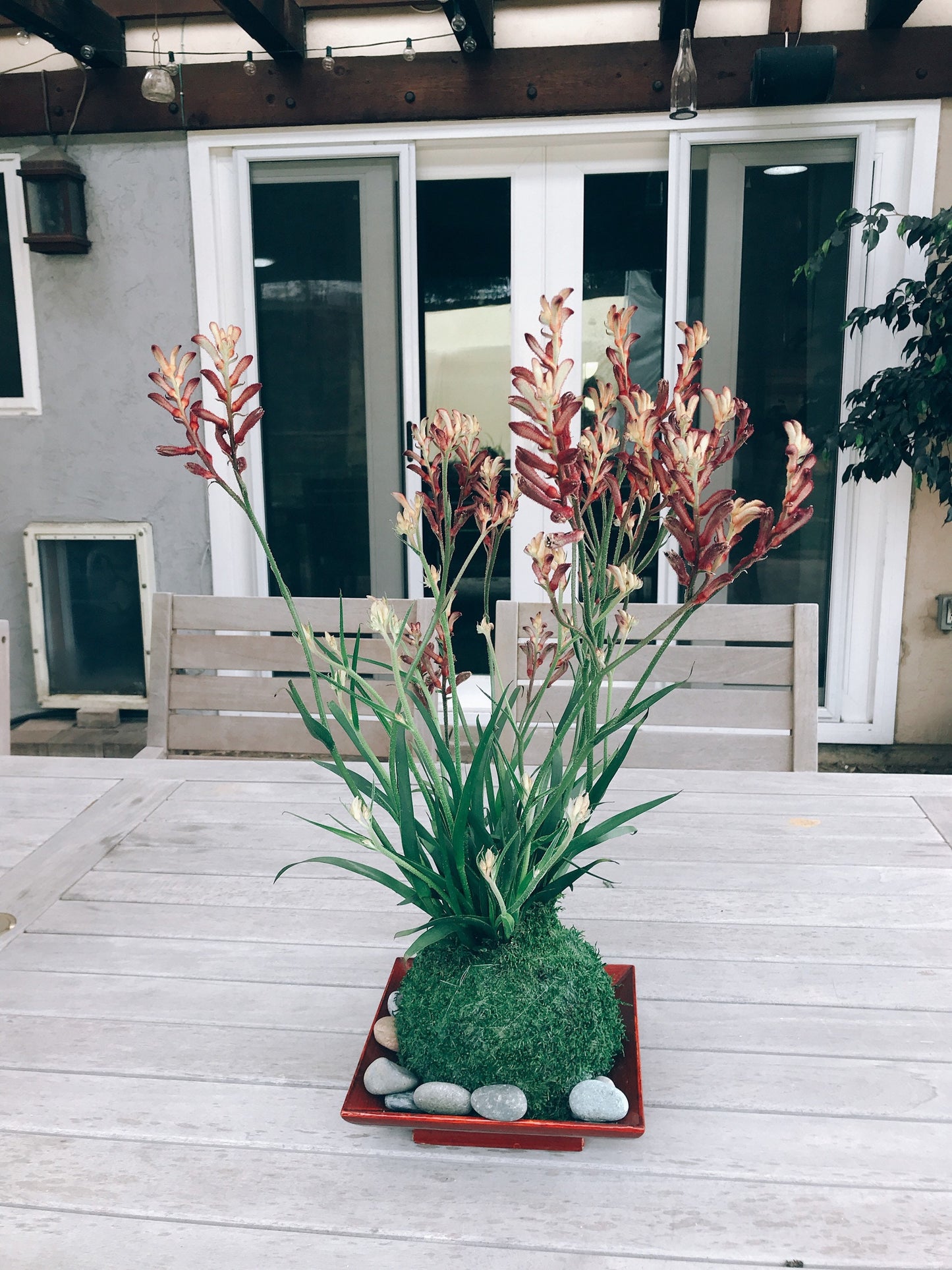 Kangaroo Paw Kokedama, Japanese Living Art, Moss-ball.
