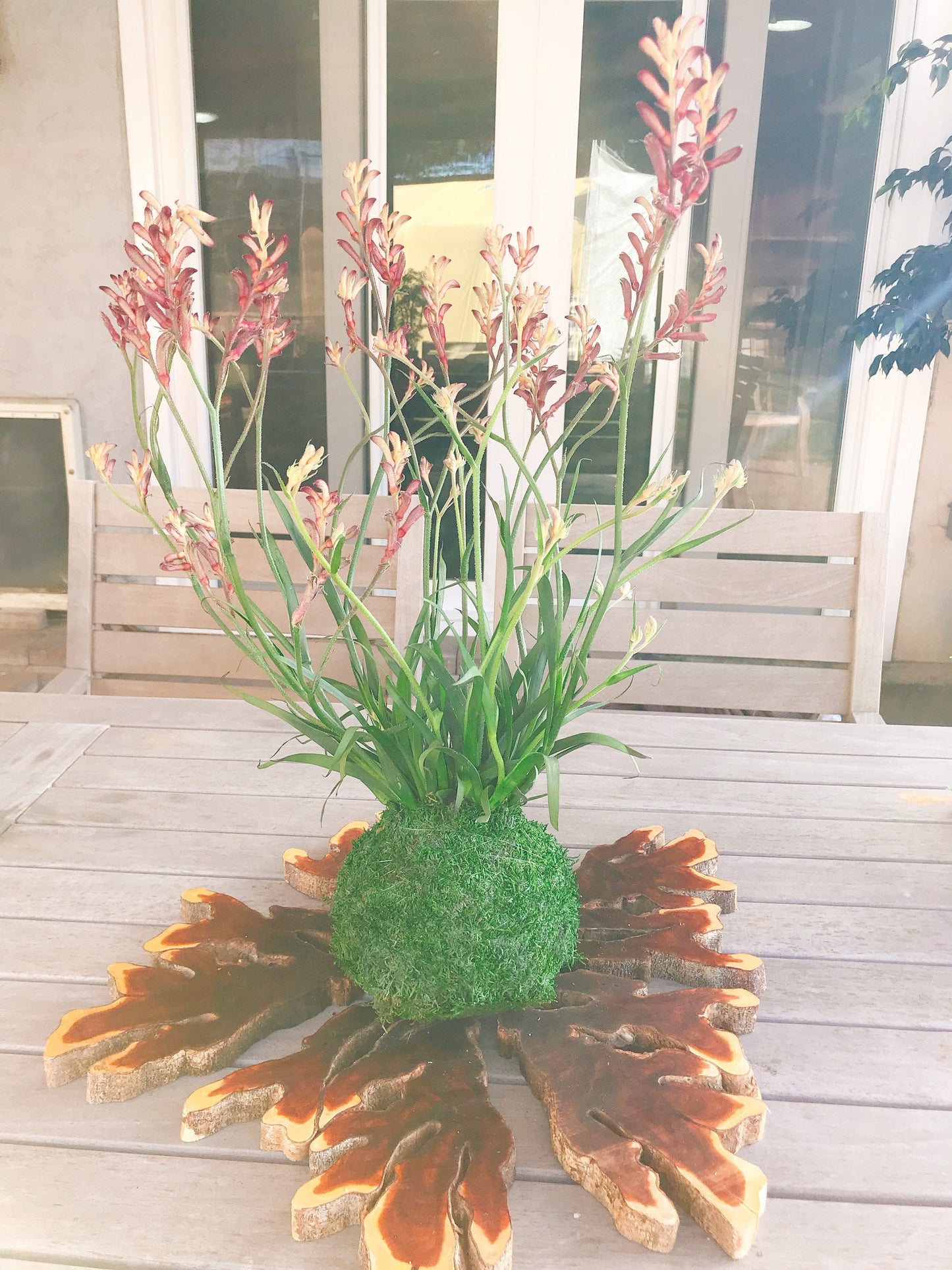 Kangaroo Paw Kokedama, Japanese Living Art, Moss-ball.