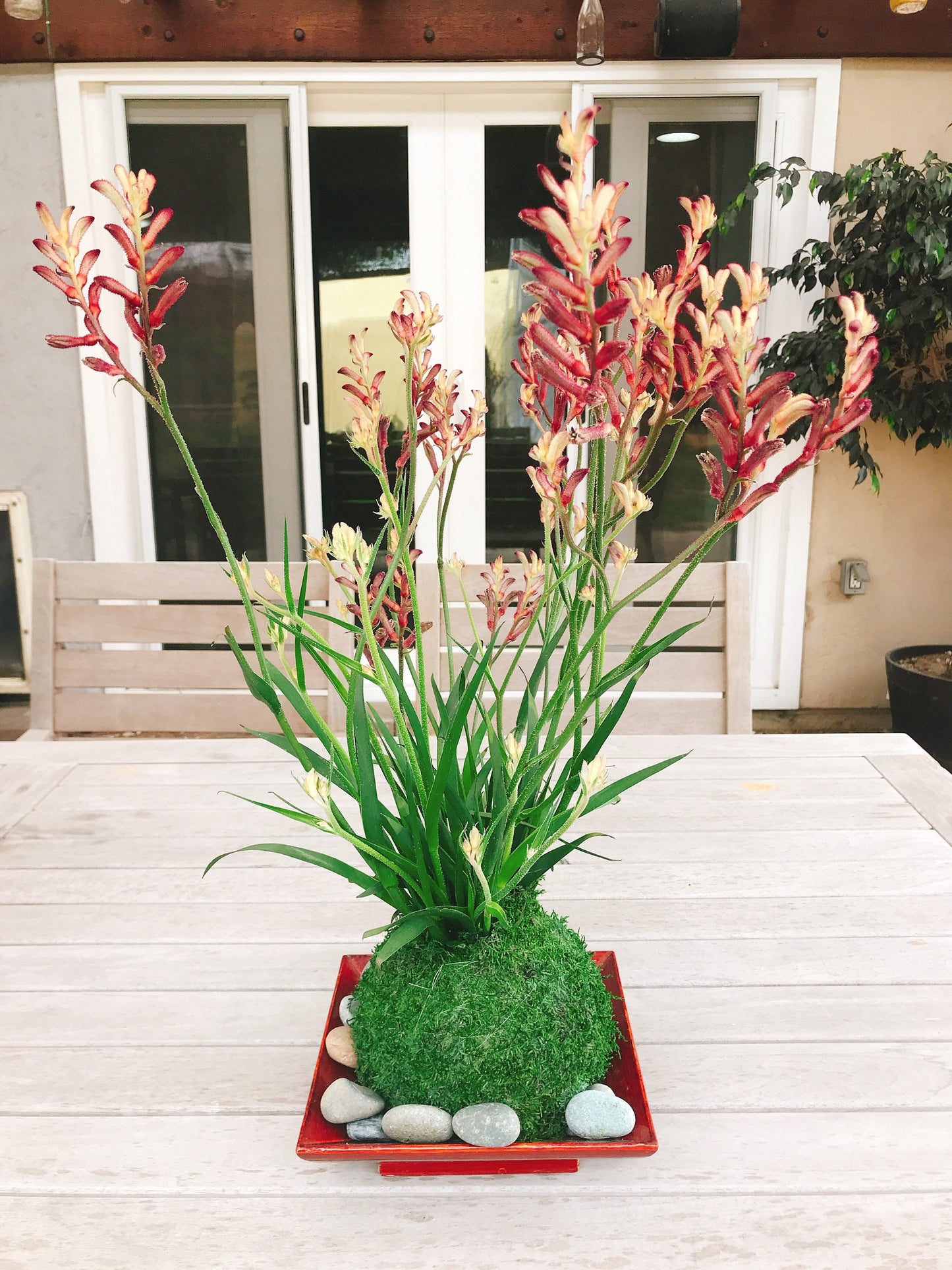 Kangaroo Paw Kokedama, Japanese Living Art, Moss-ball.