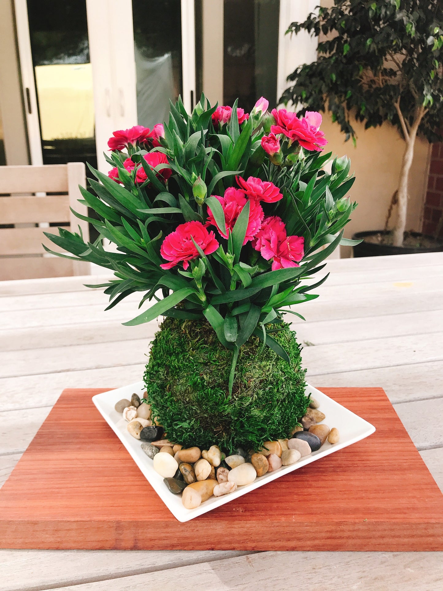 Carnation Kokedama - Moss ball with beautiful color carnation. Best gift for Mother's Day! Lots of new buds keep blooming!