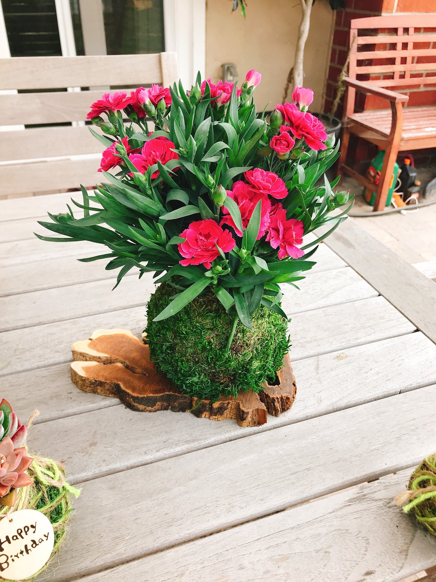 Carnation Kokedama - Moss ball with beautiful color carnation. Best gift for Mother's Day! Lots of new buds keep blooming!
