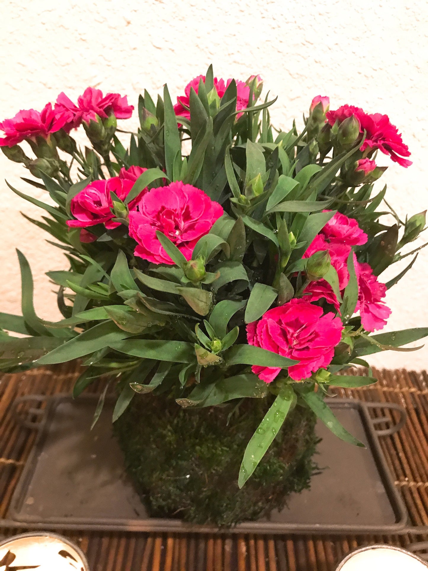 Carnation Kokedama - Moss ball with beautiful color carnation. Best gift for Mother's Day! Lots of new buds keep blooming!