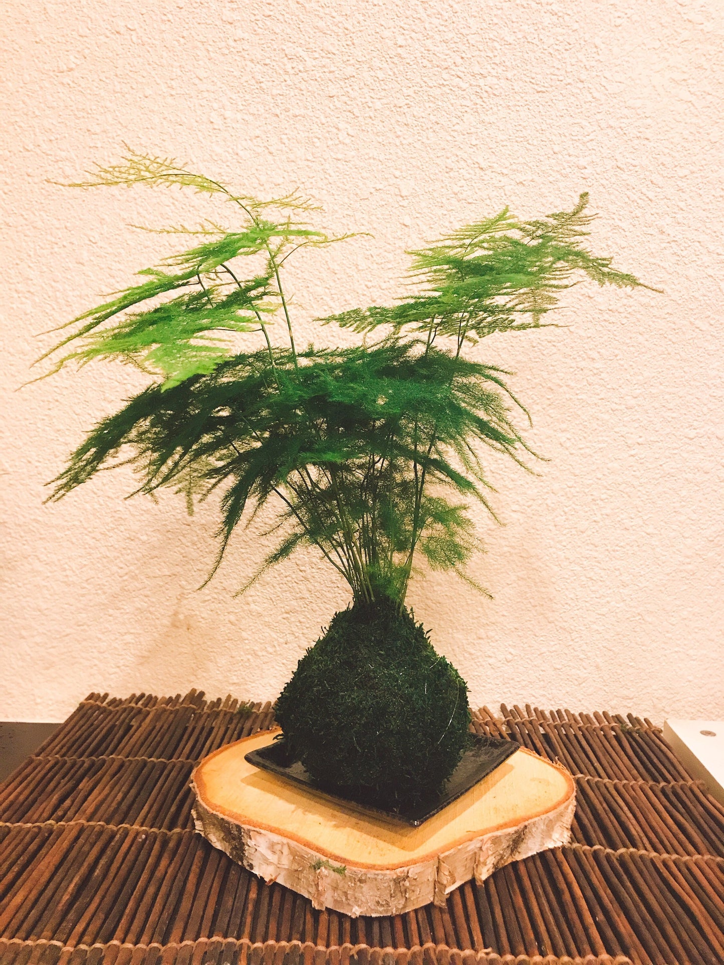 Medium Size Asparagus fern Kokedama - Bonsai Moss ball, Attractive herbaceous, lace-like foliage perennial plant.