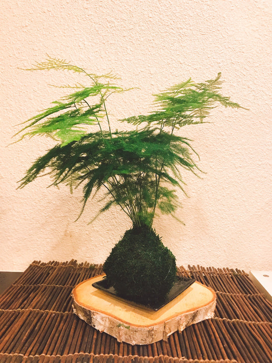 Medium Size Asparagus fern Kokedama - Bonsai Moss ball, Attractive herbaceous, lace-like foliage perennial plant.