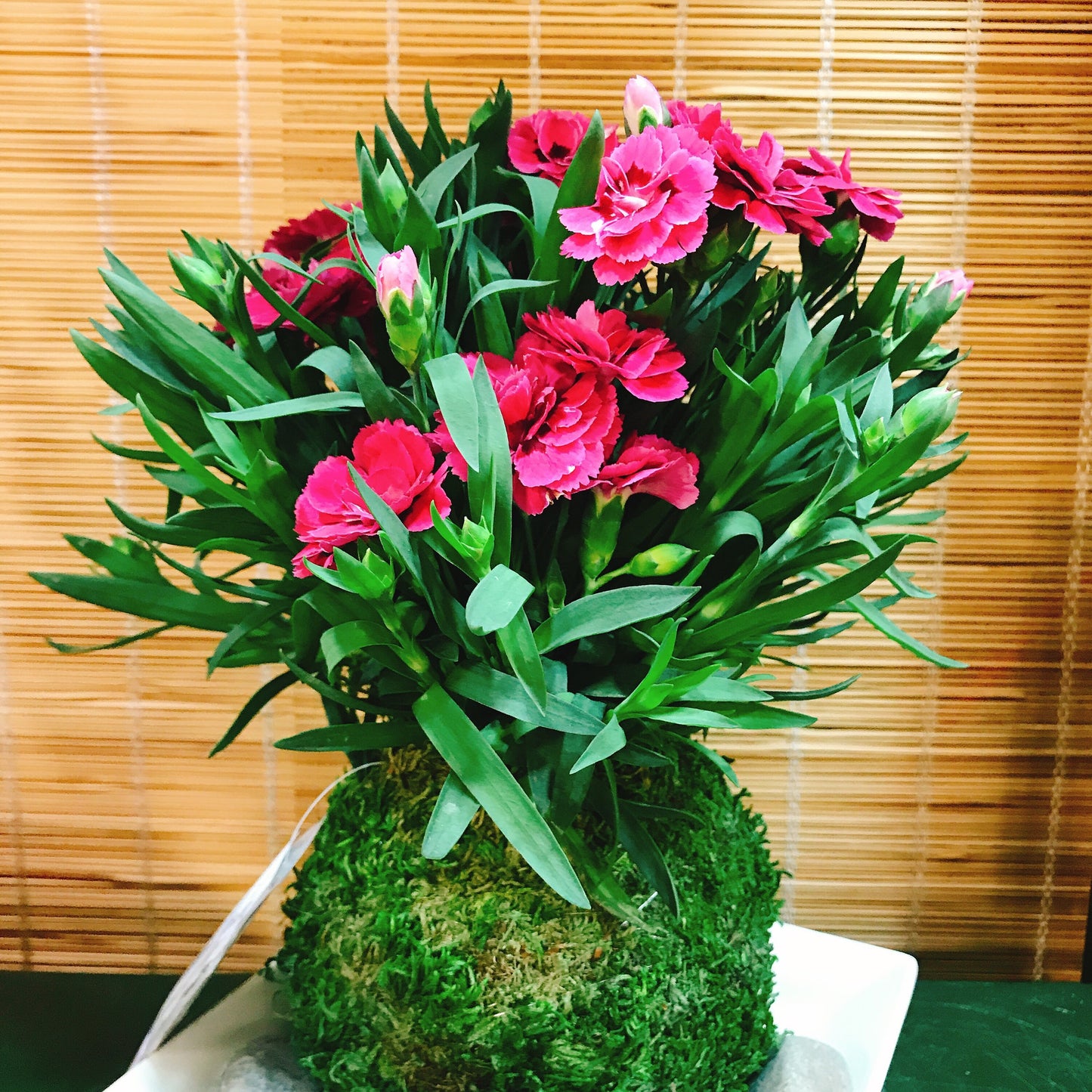 White Ceramic Saucers for Medium to Large Kokedama