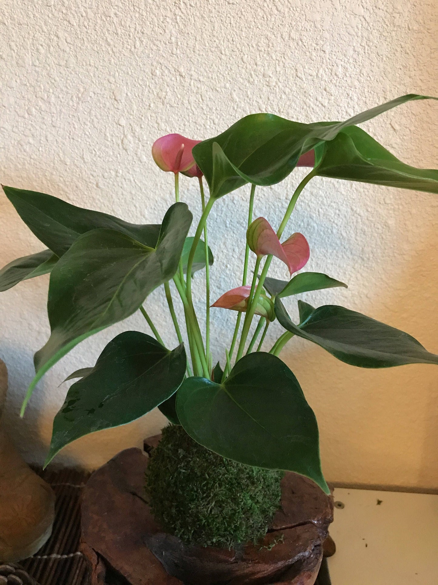 Pink Anthurium Kokedama - Moss ball, Japanese ancient botanical technique.