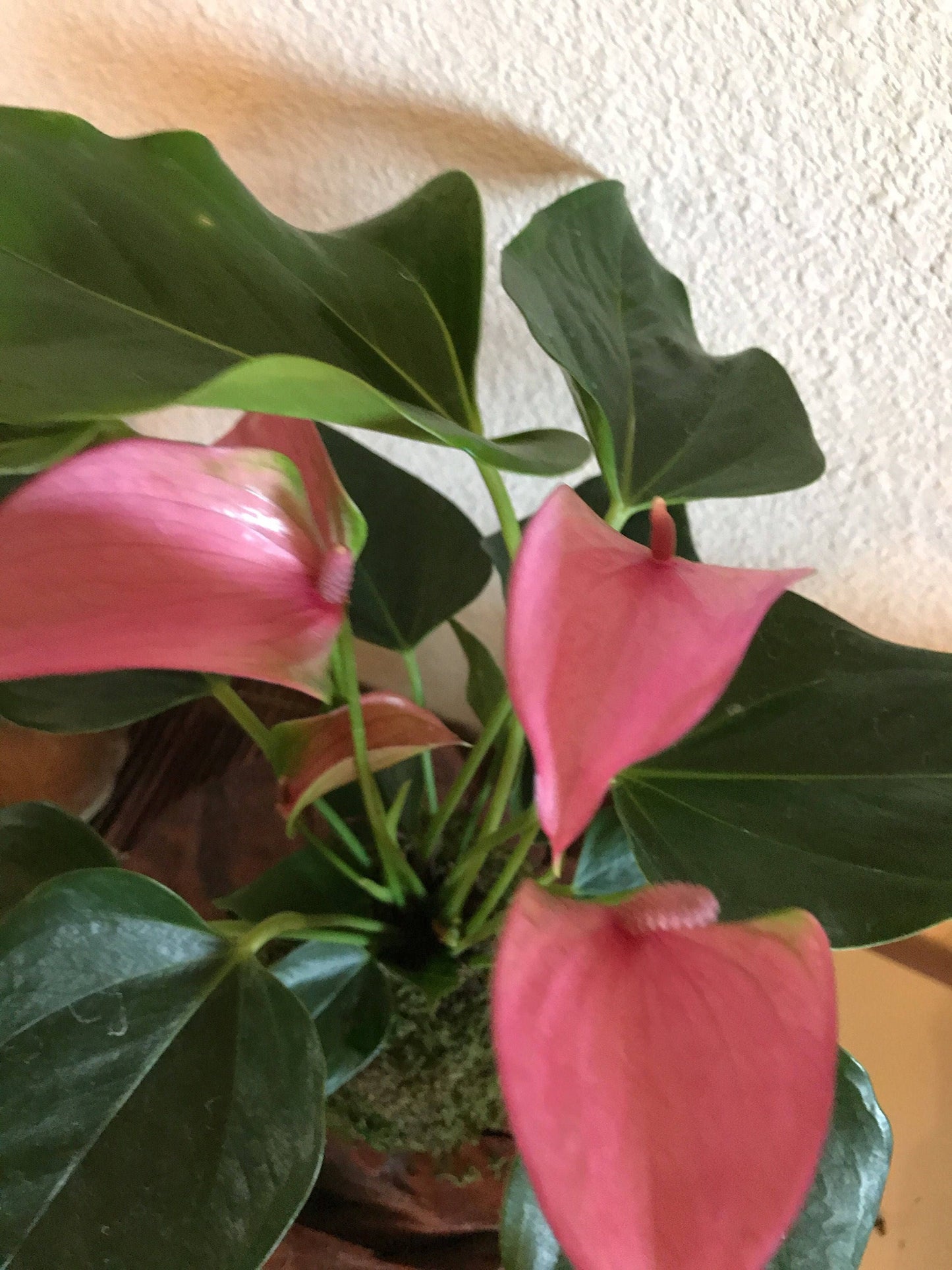 Pink Anthurium Kokedama - Moss ball, Japanese ancient botanical technique.