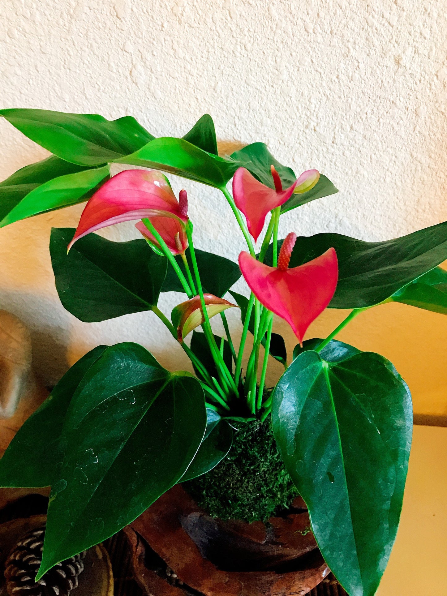 Pink Anthurium Kokedama - Moss ball, Japanese ancient botanical technique.